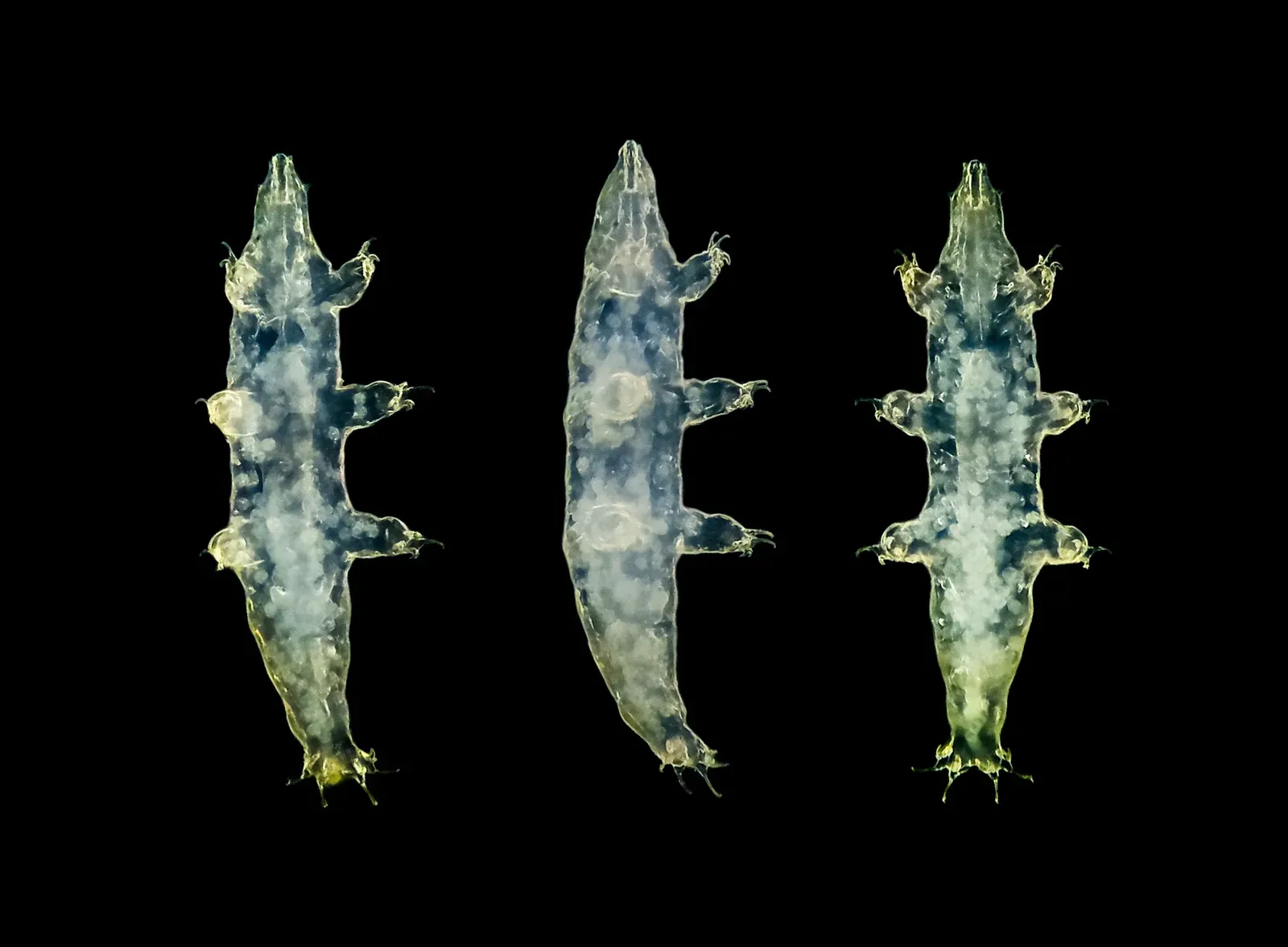 Three microscopic tardigrades (water bears) on a black background, their plump segmented bodies and stubby clawed legs lit up.