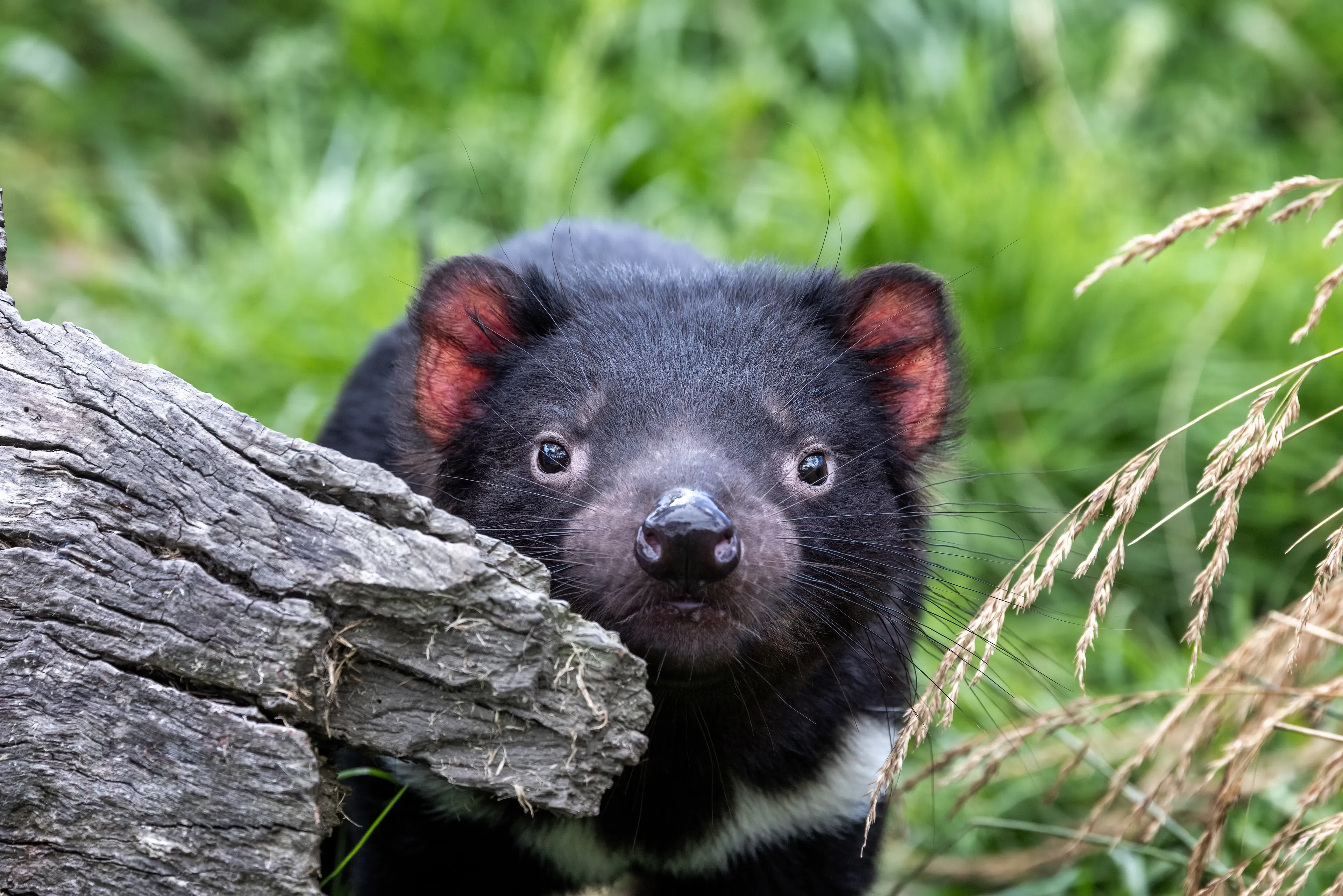 A Tasmanian devil peeks from behind a thick grey log, looking straight ahead with round dark eyes. Black fur, a white chest patch, pink-lined rounded ears, and long whiskers stand out against blurred green grass.