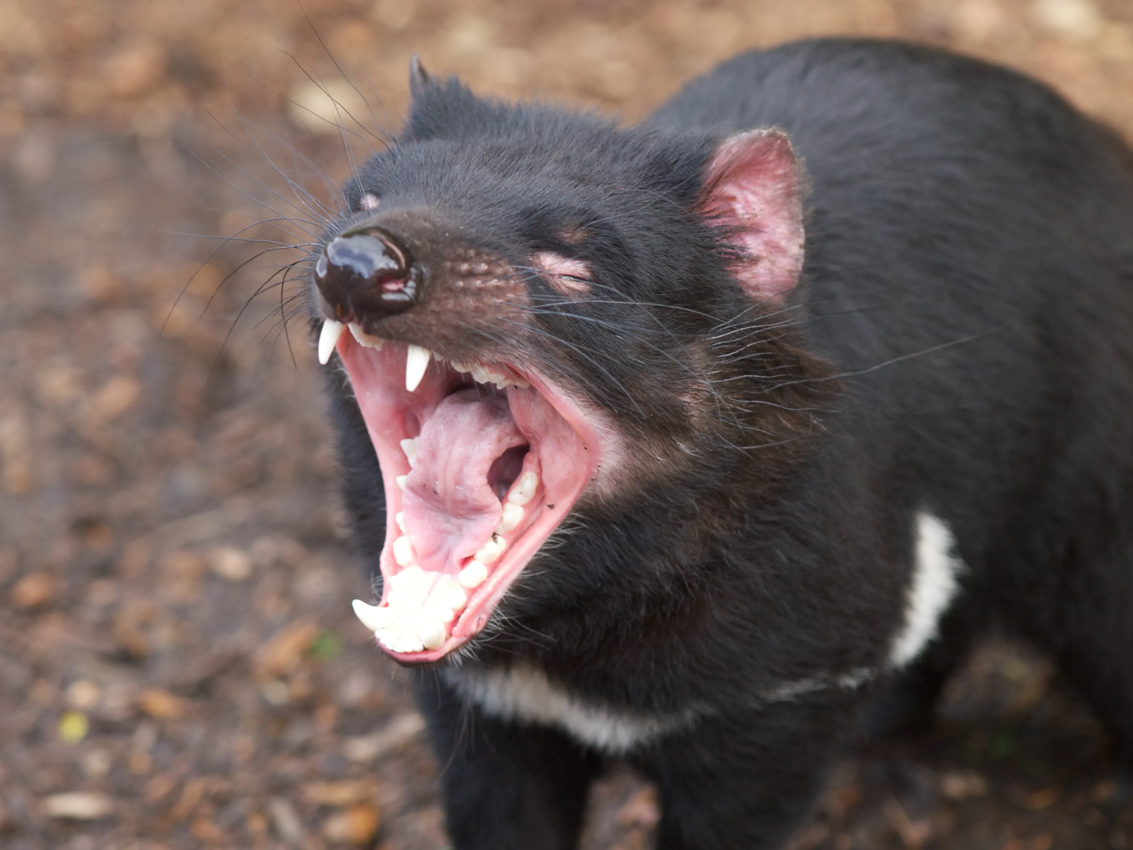 A Tasmanian devil opens its mouth wide in a yawn, showing sharp white teeth and a pink tongue. Thick black fur with a bright white chest stripe covers its body as it stands on brown woodchips.