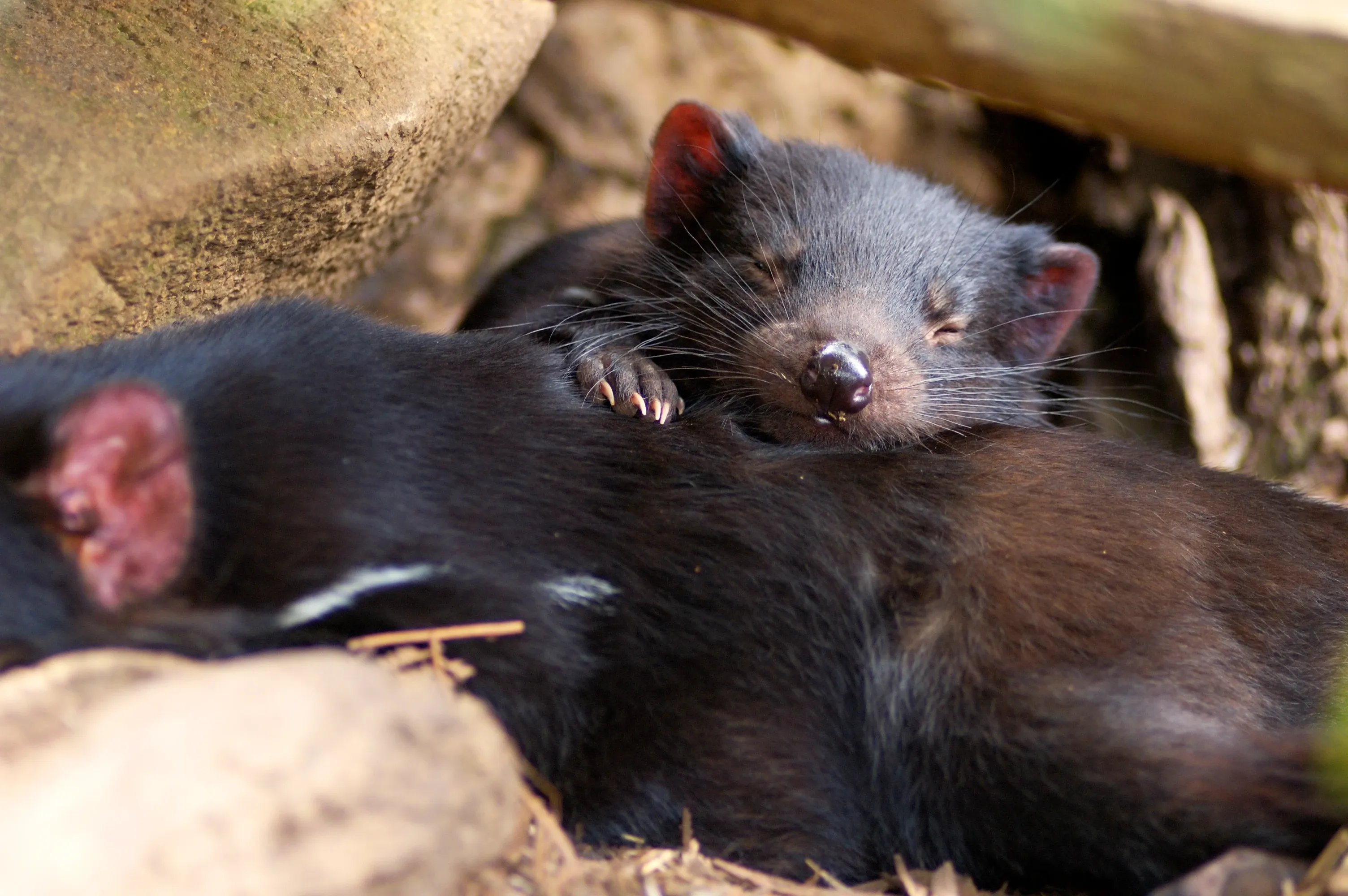 Two Tasmanian devils rest together in a rocky den. A smaller one with closed eyes and a shiny black nose snuggles against the larger devil's dark fur, one small paw tucked close.