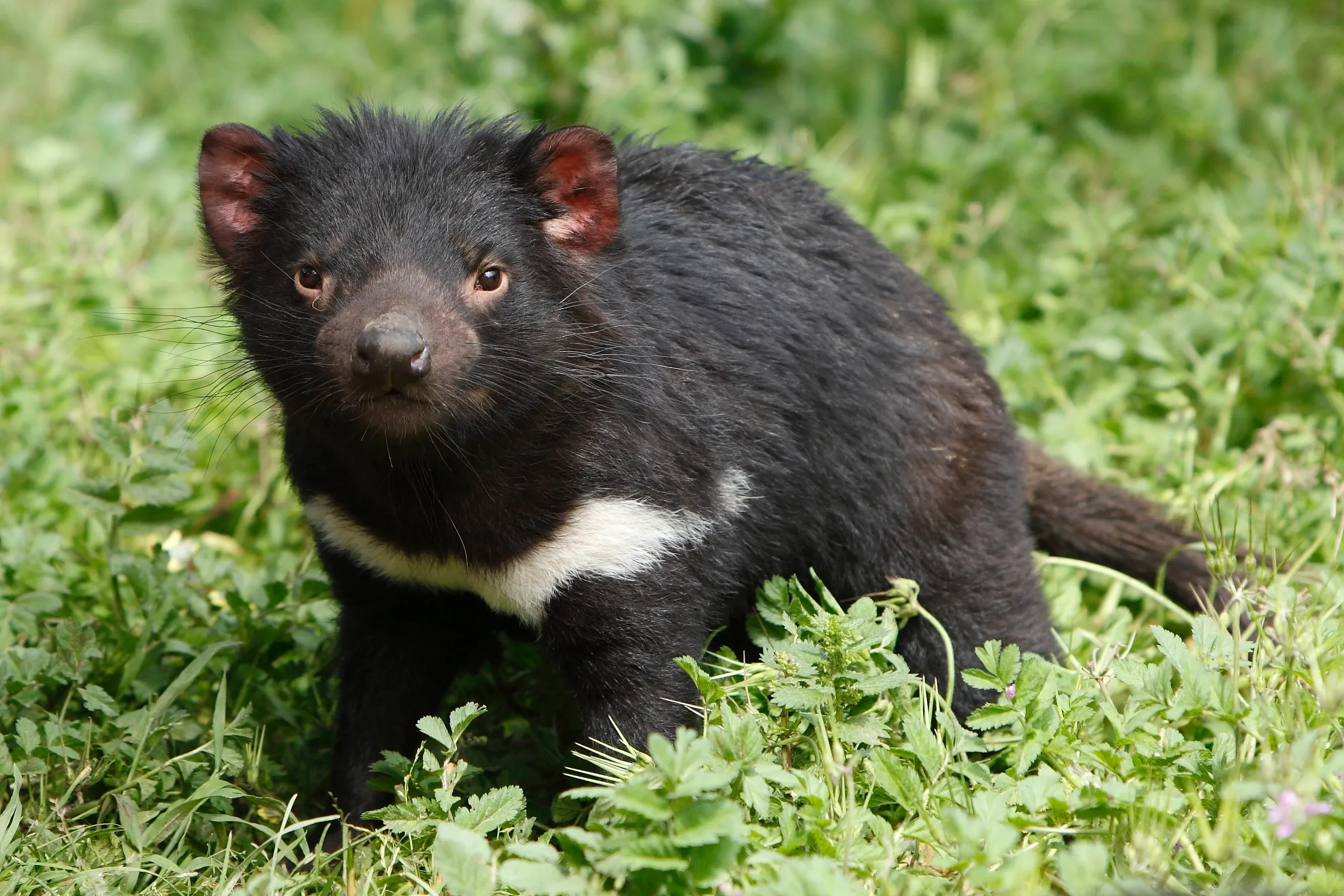 A Tasmanian devil stands on all fours in lush green clover and grass. Thick black fur, a bright white chest stripe, rounded ears, and a short thick tail show as it looks toward the viewer.