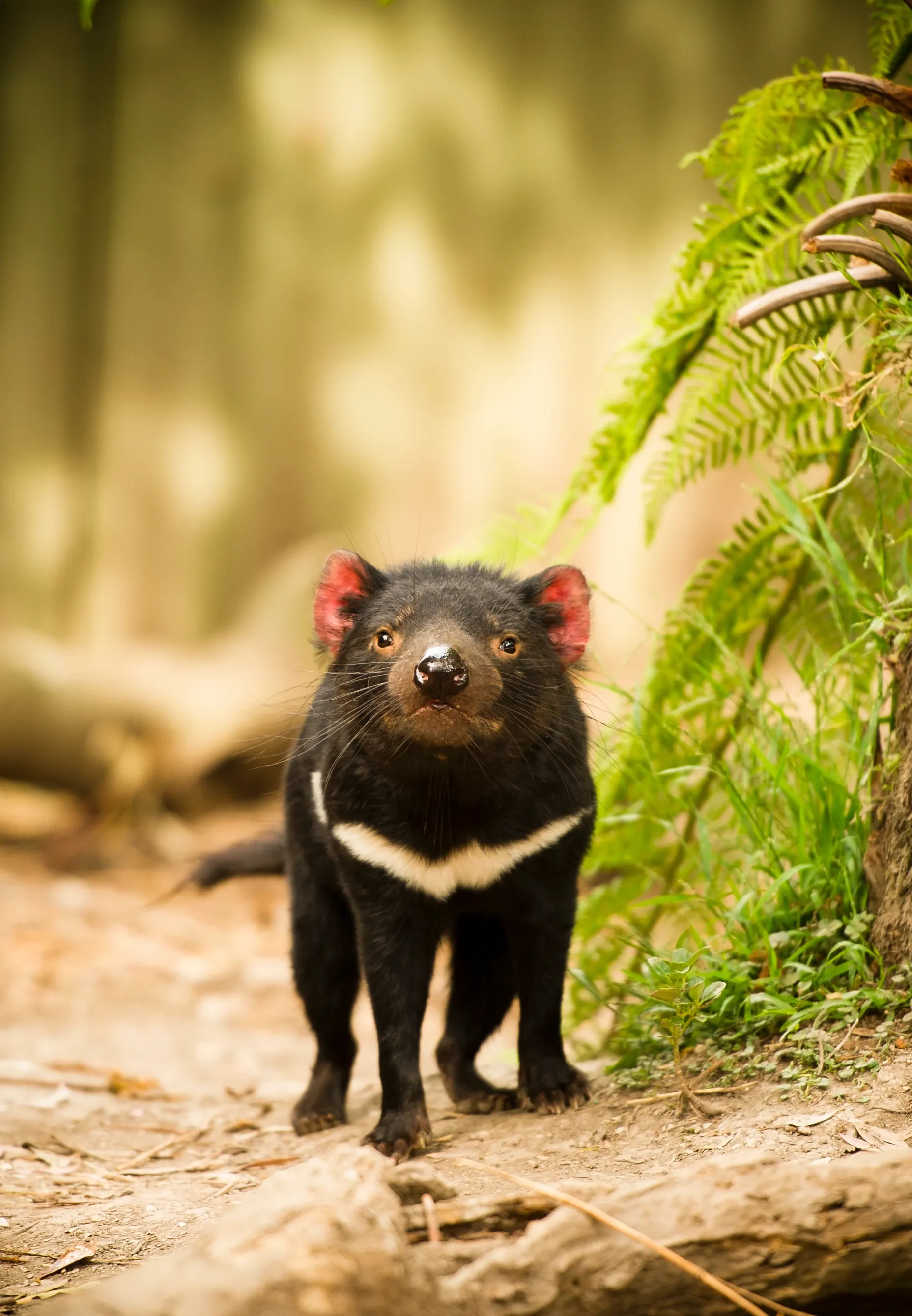 A Tasmanian devil stands on a dirt forest path, looking forward, with a bright white stripe across its black chest. Pink-lined rounded ears and long whiskers show beside green ferns and sunlit trees.