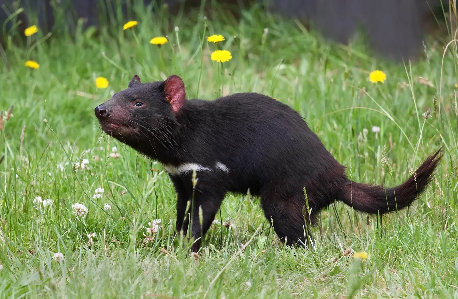 A small black Tasmanian devil with pink ears and a white chest stripe walking through green grass dotted with dandelions.
