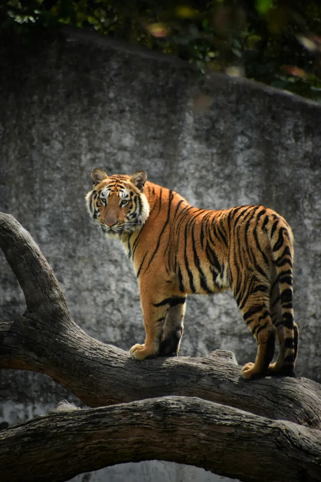 A tiger with orange fur and black stripes standing on a fallen log, looking towards the camera.