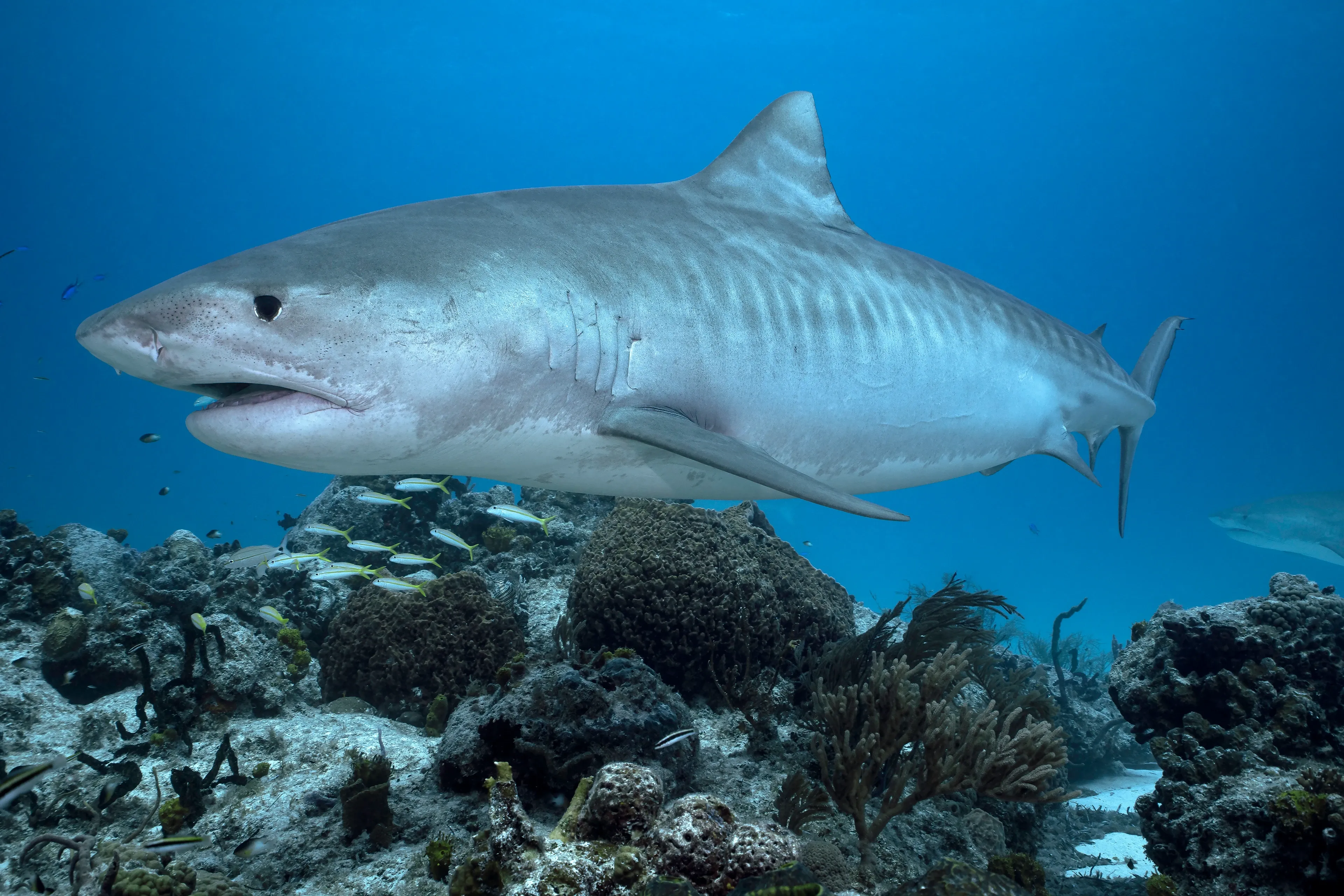 A tiger shark swims through clear blue water above a dark coral reef. Dark stripes mark its grey sides as small yellow fish dart among the rocks below.