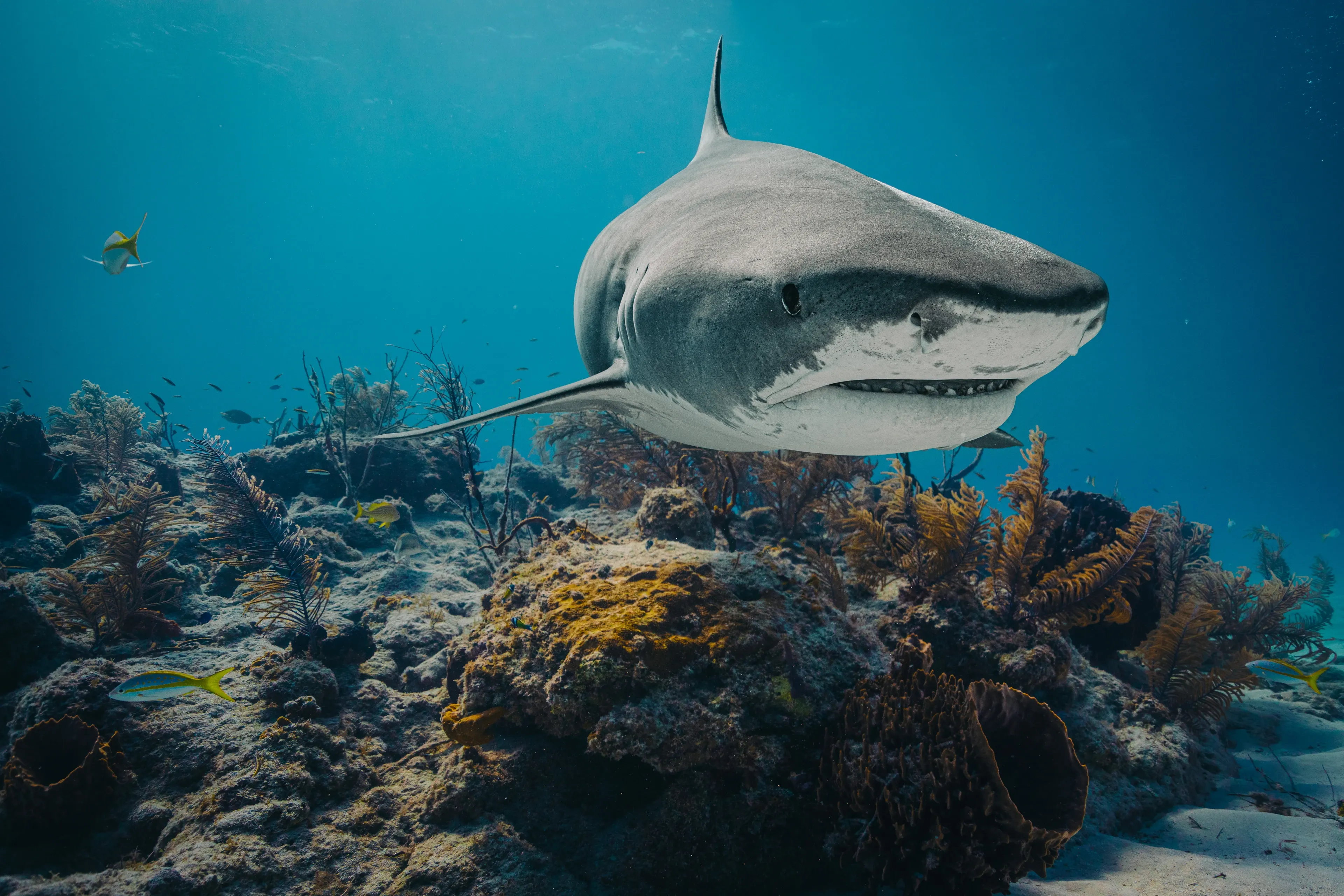 A large tiger shark glides through bright blue water just above a colorful coral reef. Its grey body passes sea fans and small yellow fish.