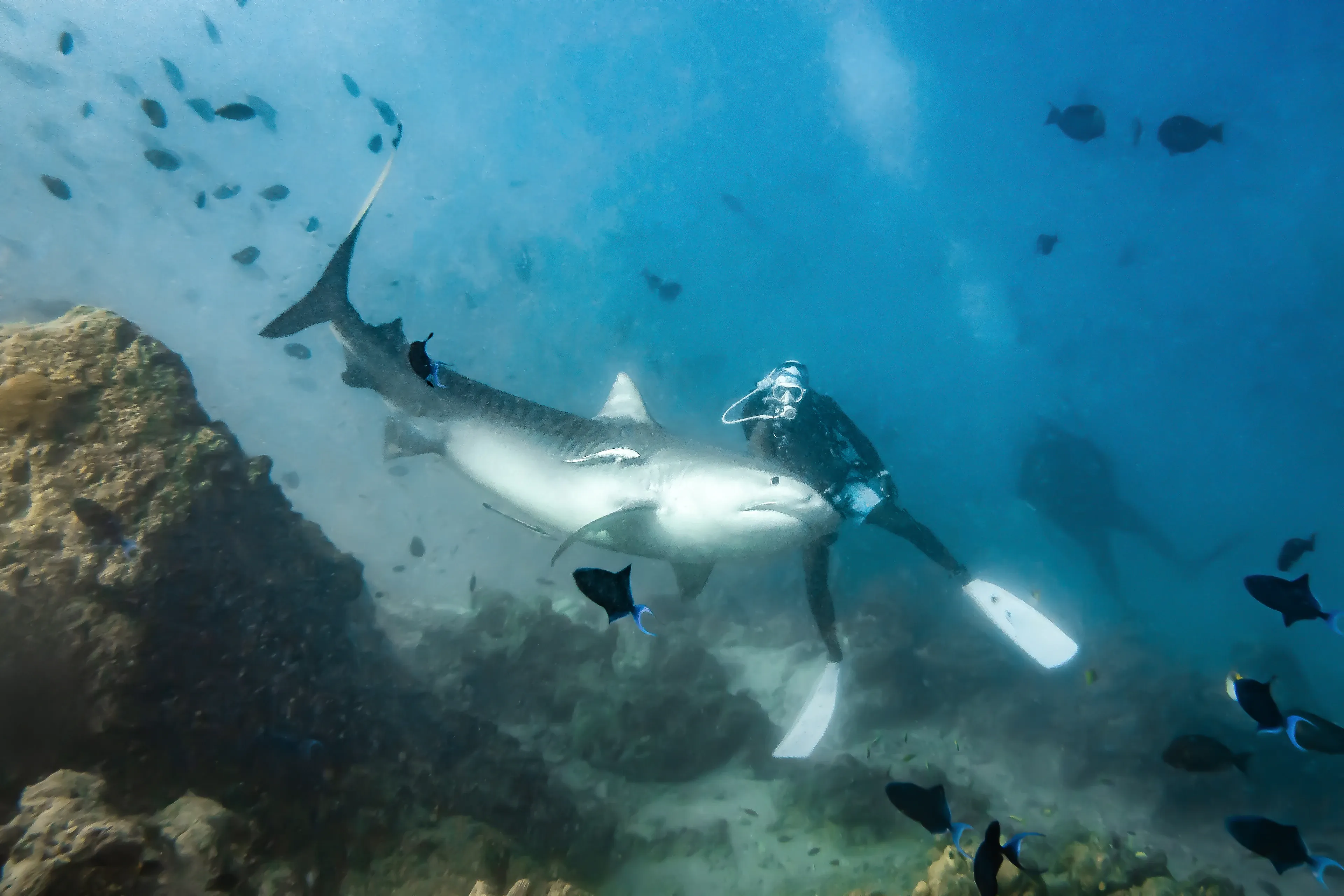 A large tiger shark with faint dark stripes swims through clear blue water. A diver in a black suit reaches toward its snout as small black fish swim nearby.