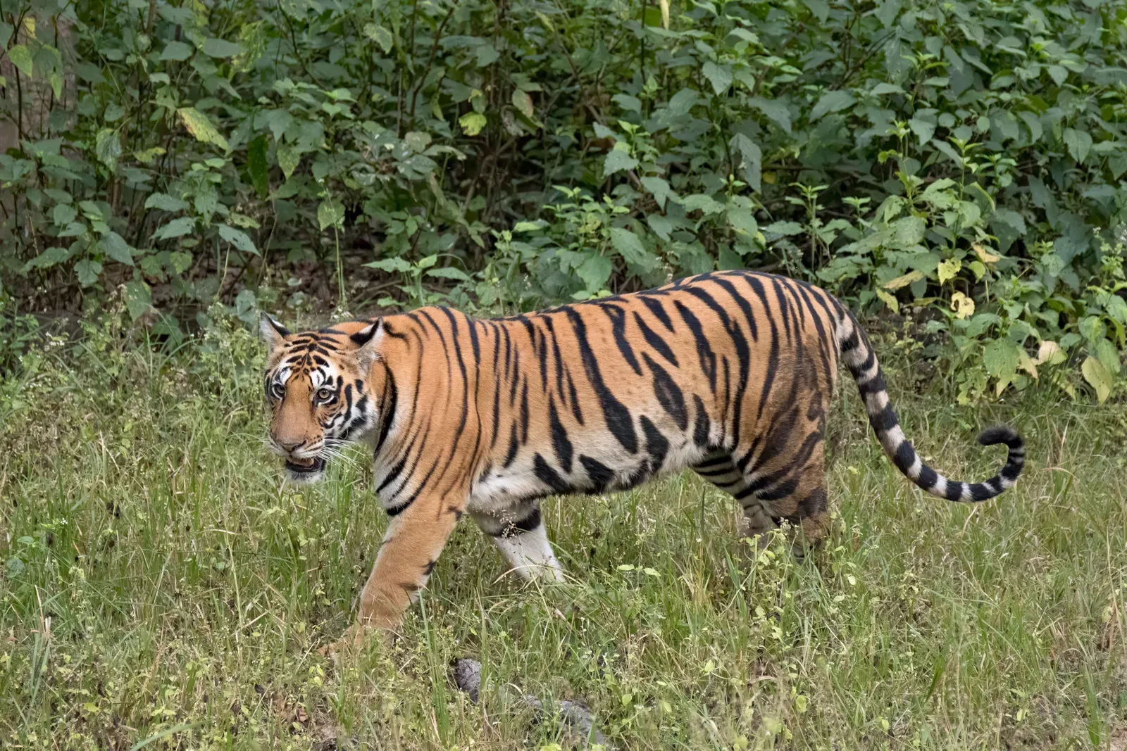 A female Bengal tiger (Panthera tigris tigris) walking through grassland at Kanha National Park, India.