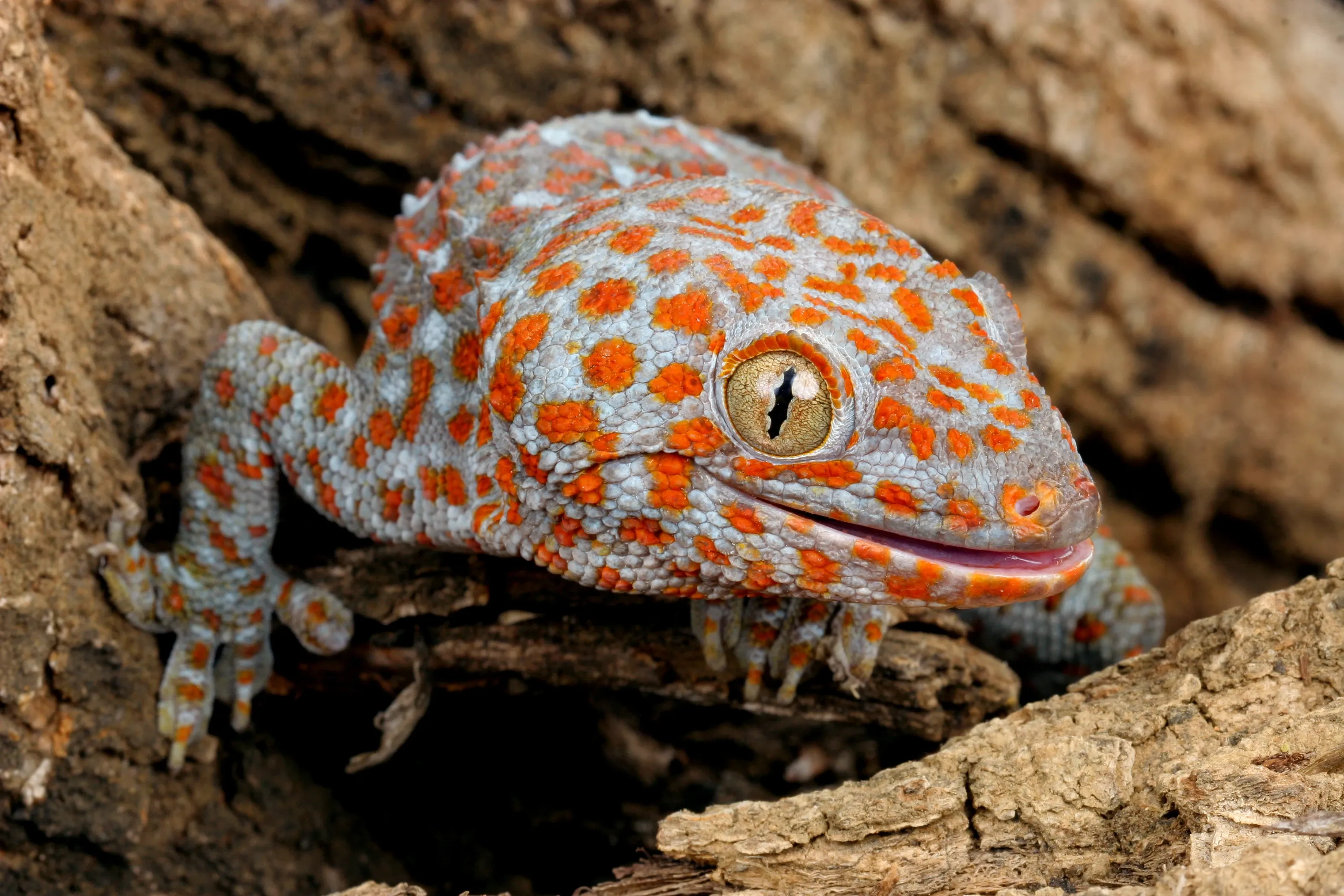 A tokay gecko with pale blue skin and bright orange spots peeks from a crack in rough tree bark. A large golden eye looks out while sticky toes grip the wood.