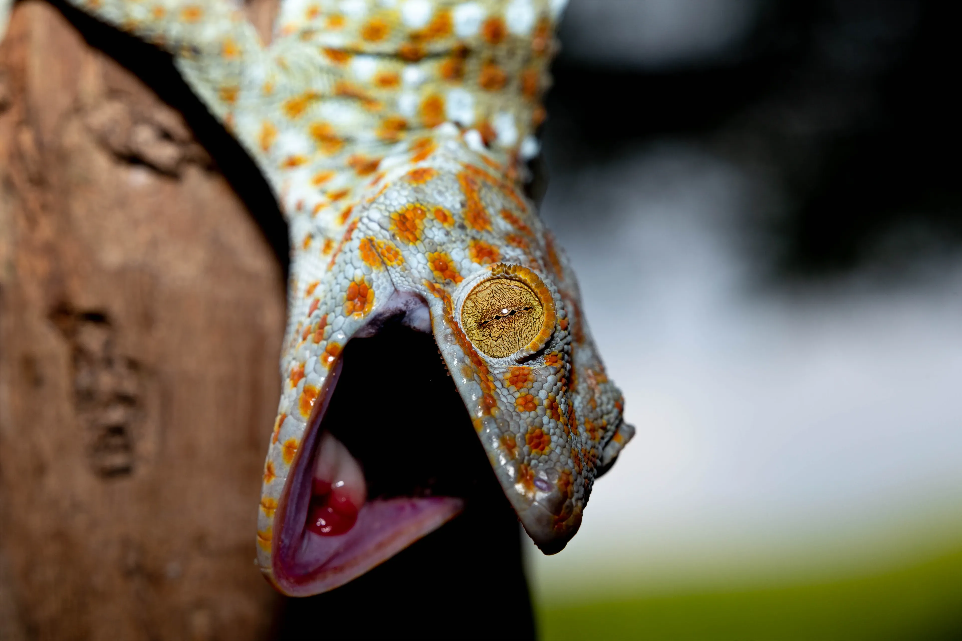 A tokay gecko hangs upside down on a brown tree trunk with its mouth wide open. Orange spots cover its blue-grey skin beside a big golden eye.