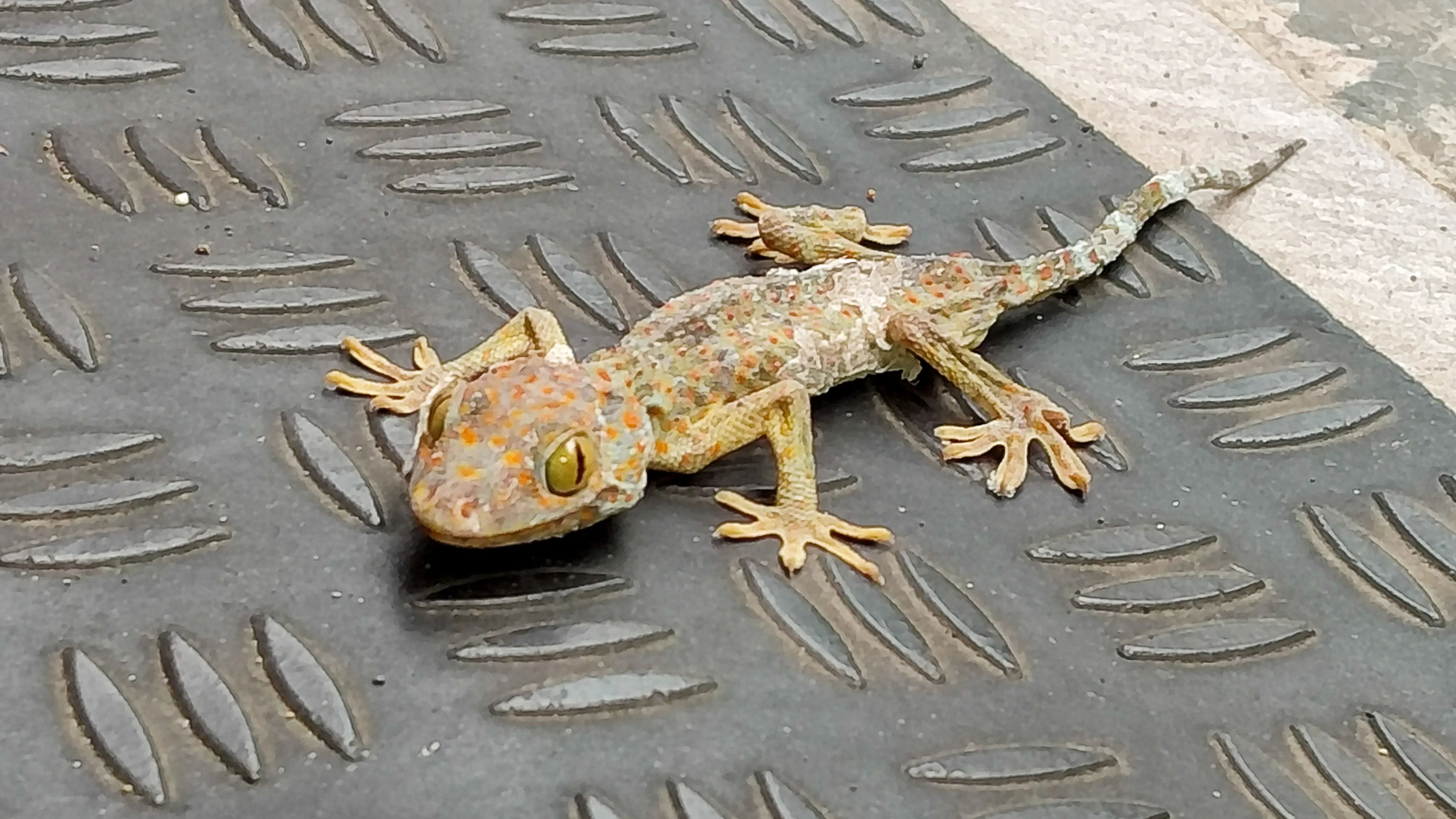 A tokay gecko crawls across a bumpy metal floor with wide sticky toes spread out. Orange spots and peeling white patches show it is shedding old skin.