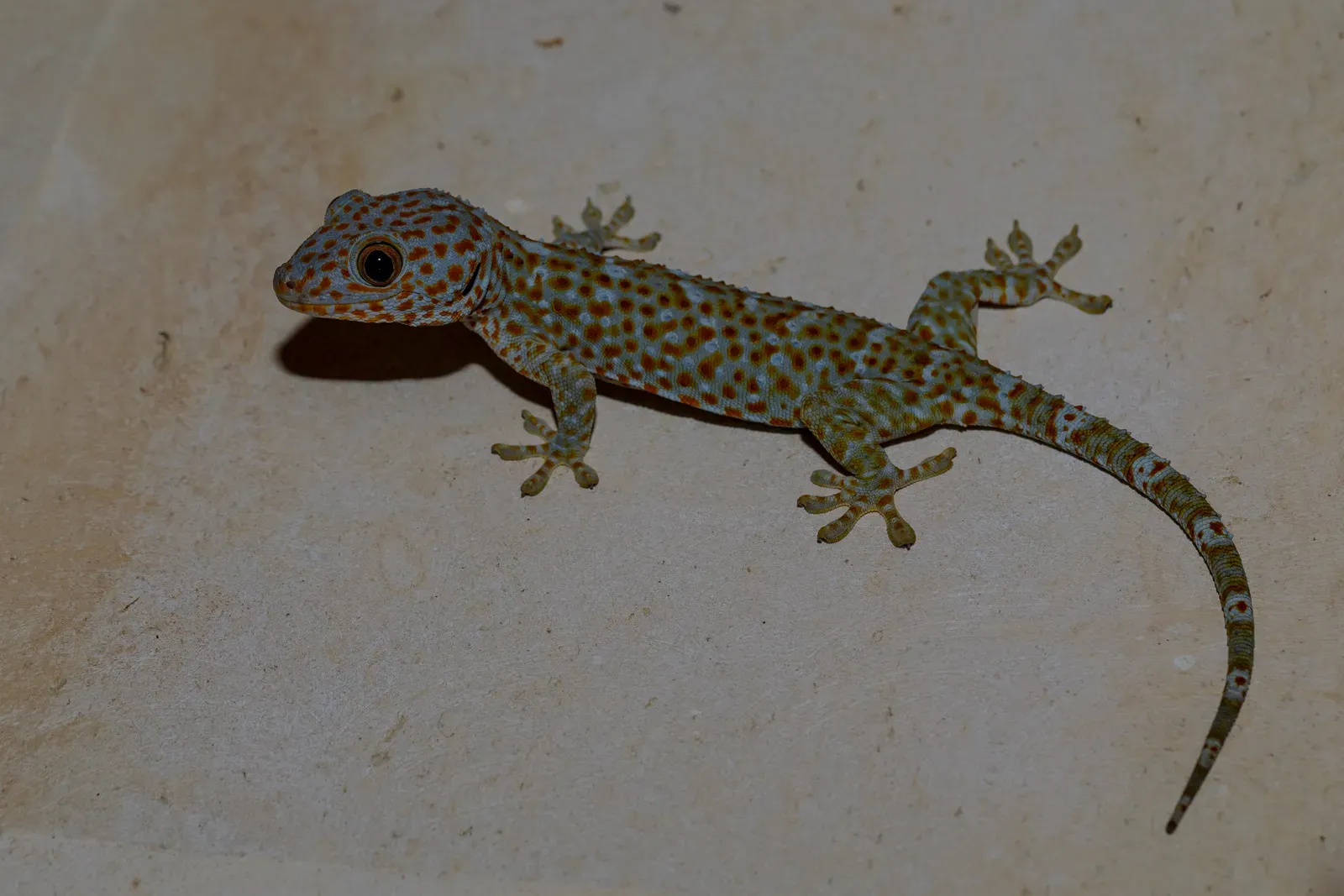 A tokay gecko on a pale wall, its blue-grey skin covered in bright orange spots, with a large golden eye and spreading toe pads.