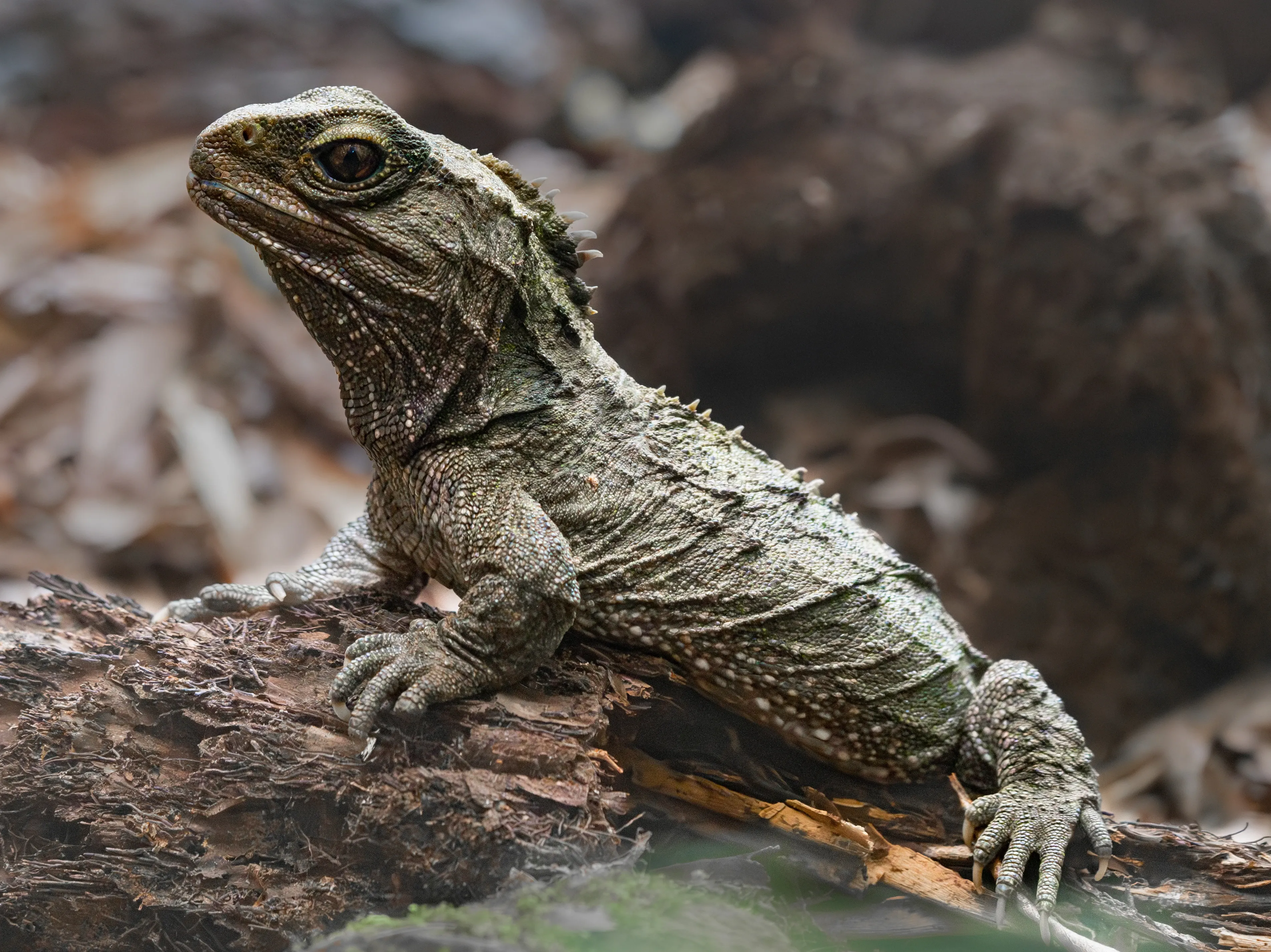 A tuatara grips a rough log, head held high and facing left. Olive-green bumpy skin and a line of spines run down its neck, with clawed toes holding the wood.