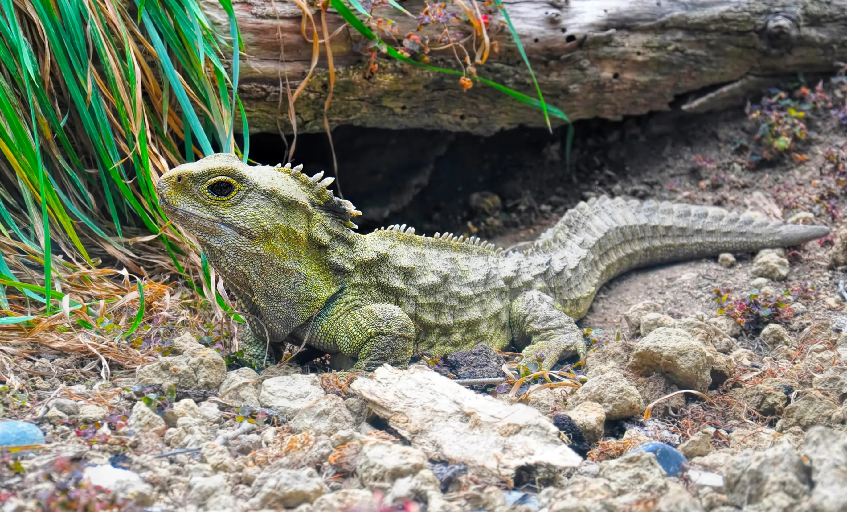 A tuatara stands on rocky earth beside a weathered log, a spiny crest running from its head down its back. Its thick tail stretches behind it toward a clump of green grass.