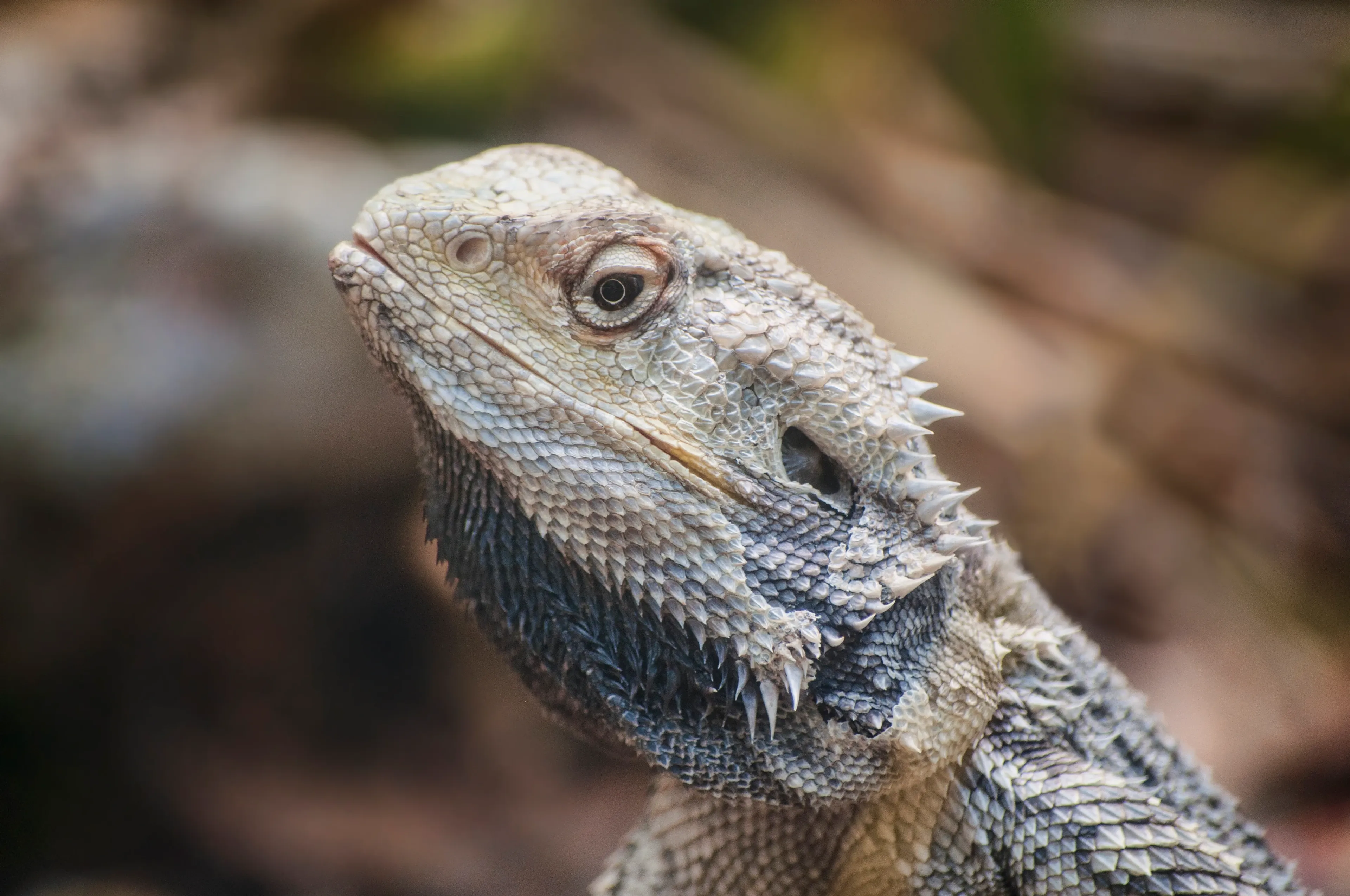 A tuatara's head and neck face upward in profile, a large dark eye watching. Pointed pale spines form a crest along mottled grey and tan scales.