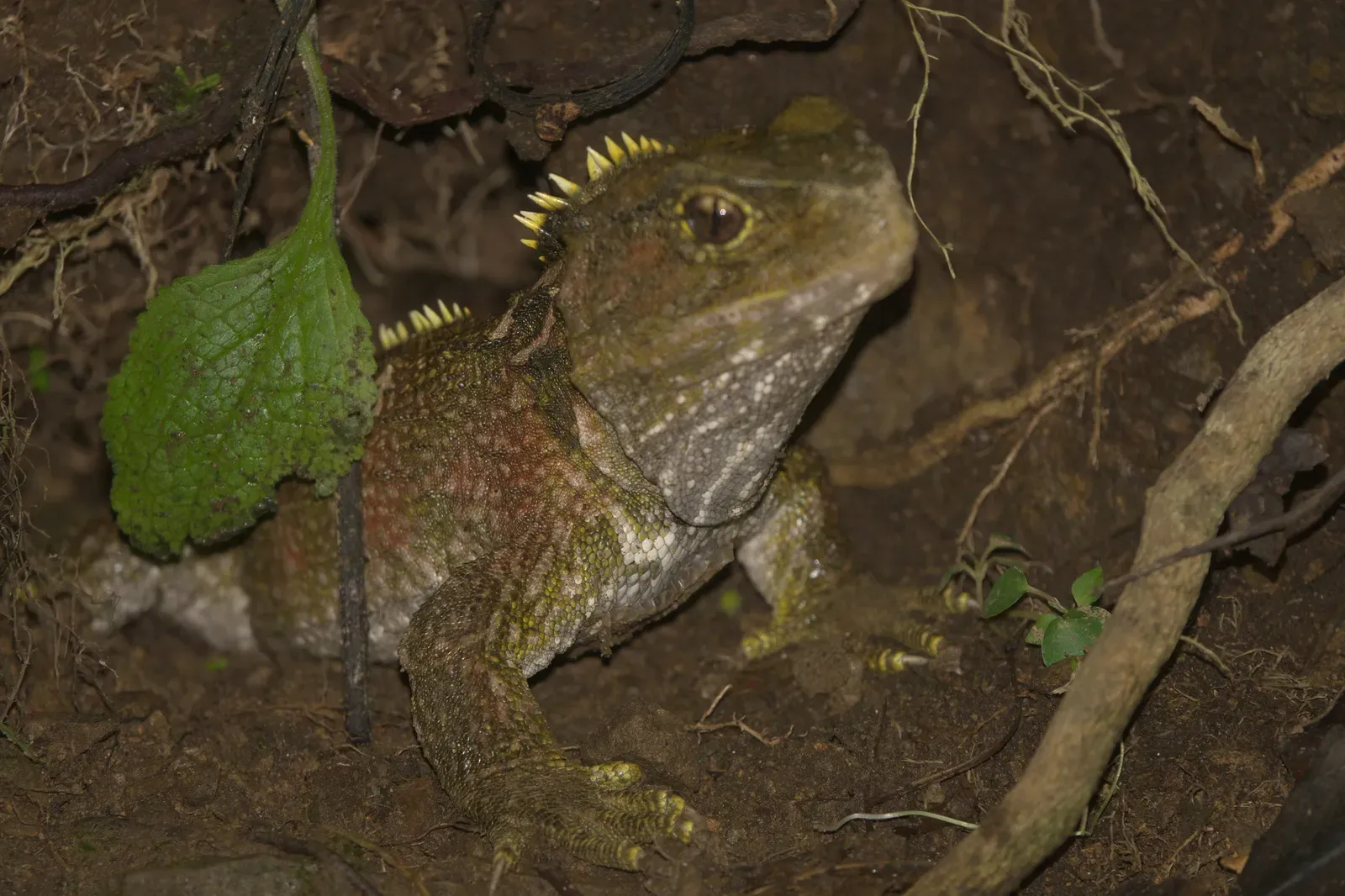 A tuatara, an olive-green spiny-crested reptile, resting on bare earth among roots at night.