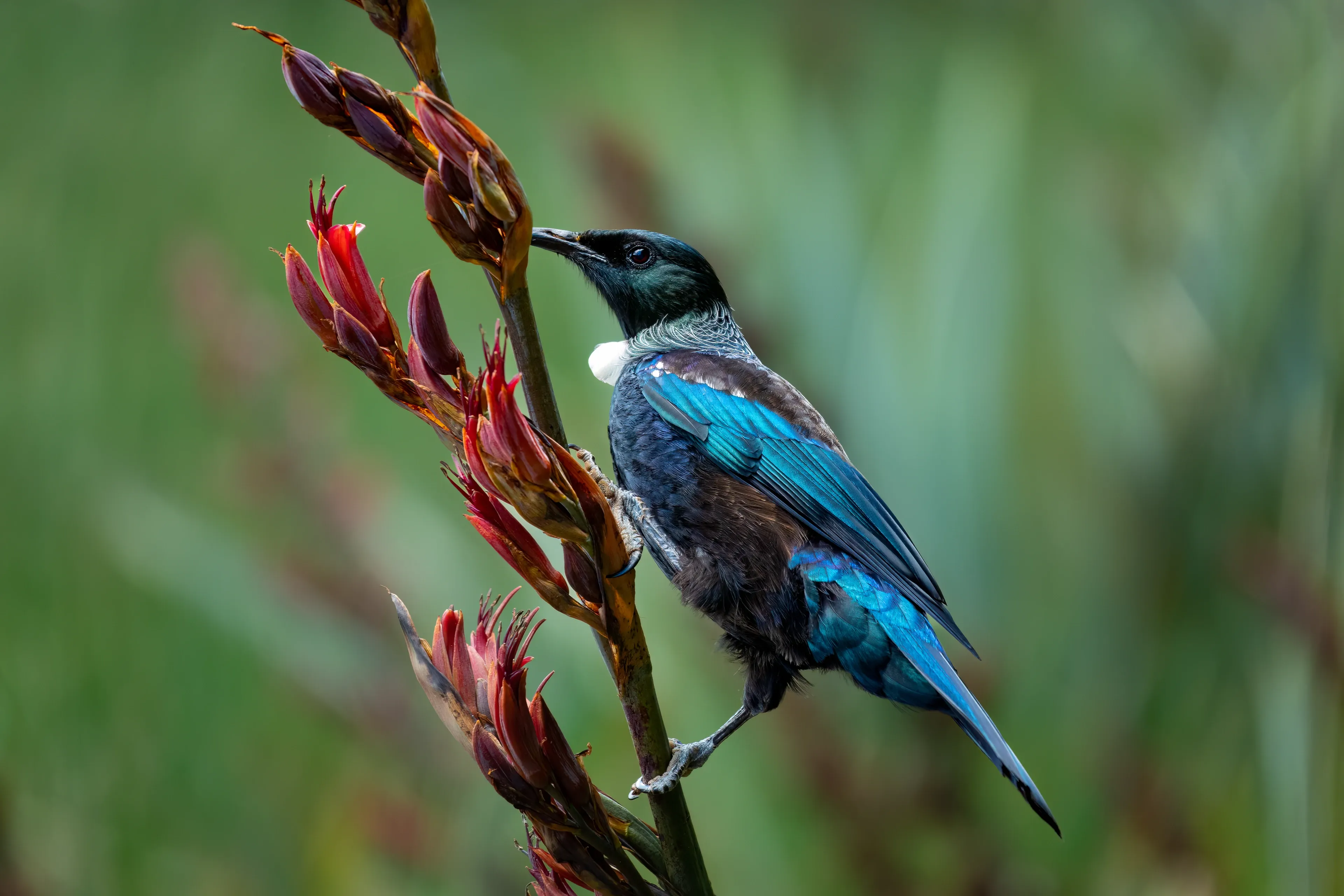 A tūī with shimmering blue-black feathers perches on a tall flax plant, dipping its curved beak into dark red flowers for nectar.