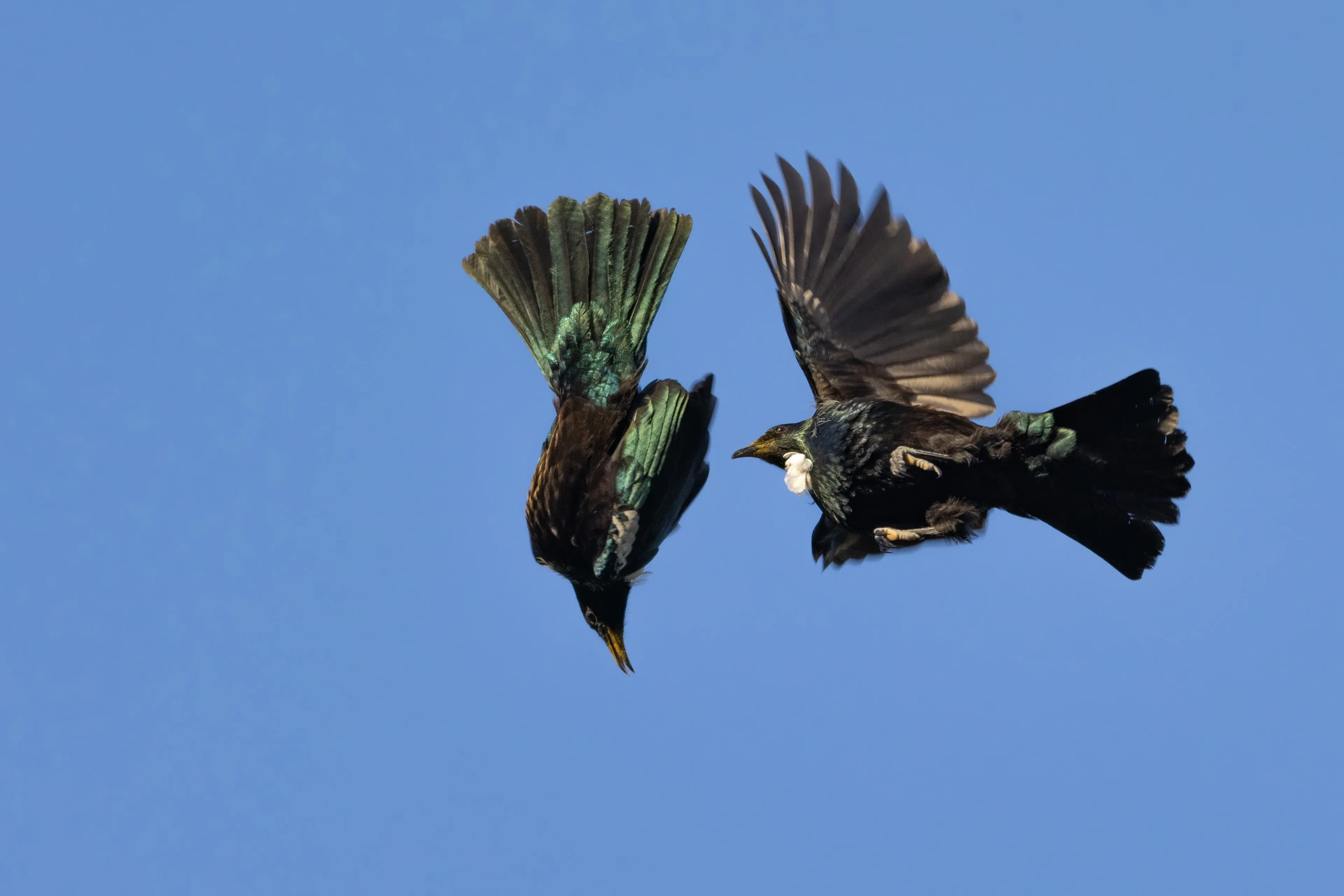 Two tūī tumble through a clear blue sky, white throat tufts showing. One dives head-first while the other beats its wings close by.