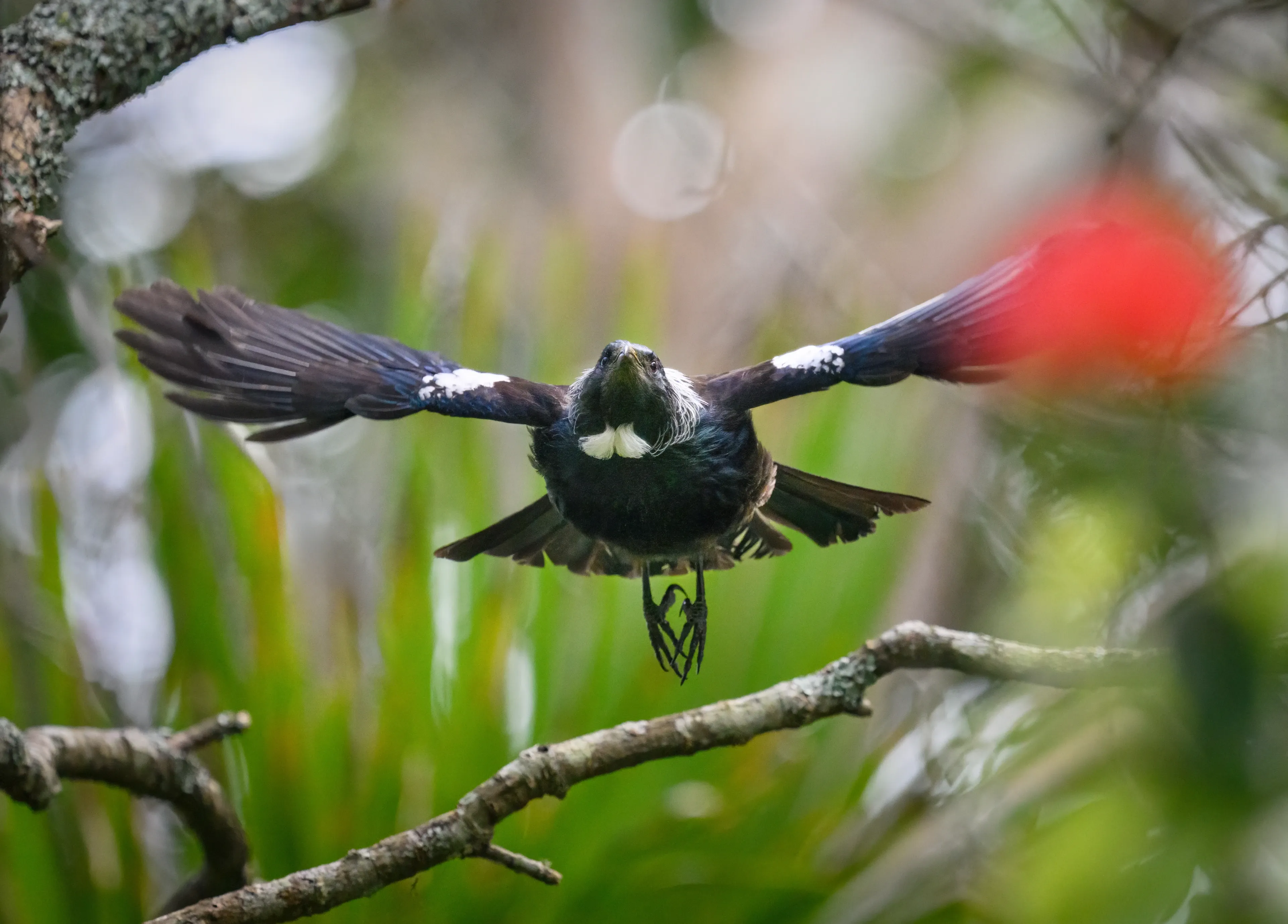 A tūī flies toward us with wings spread, dark feathers shining blue-green and two white throat tufts puffed out, above a mossy forest branch.