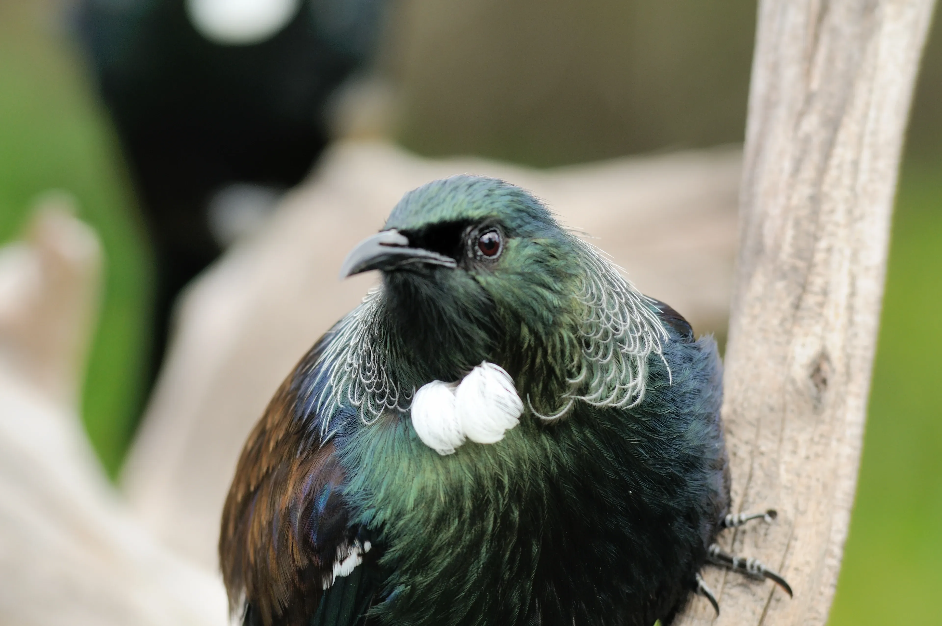 A tūī perches upright on a pale weathered branch, iridescent green-blue feathers, white throat tufts, and a lacy white collar around its neck.