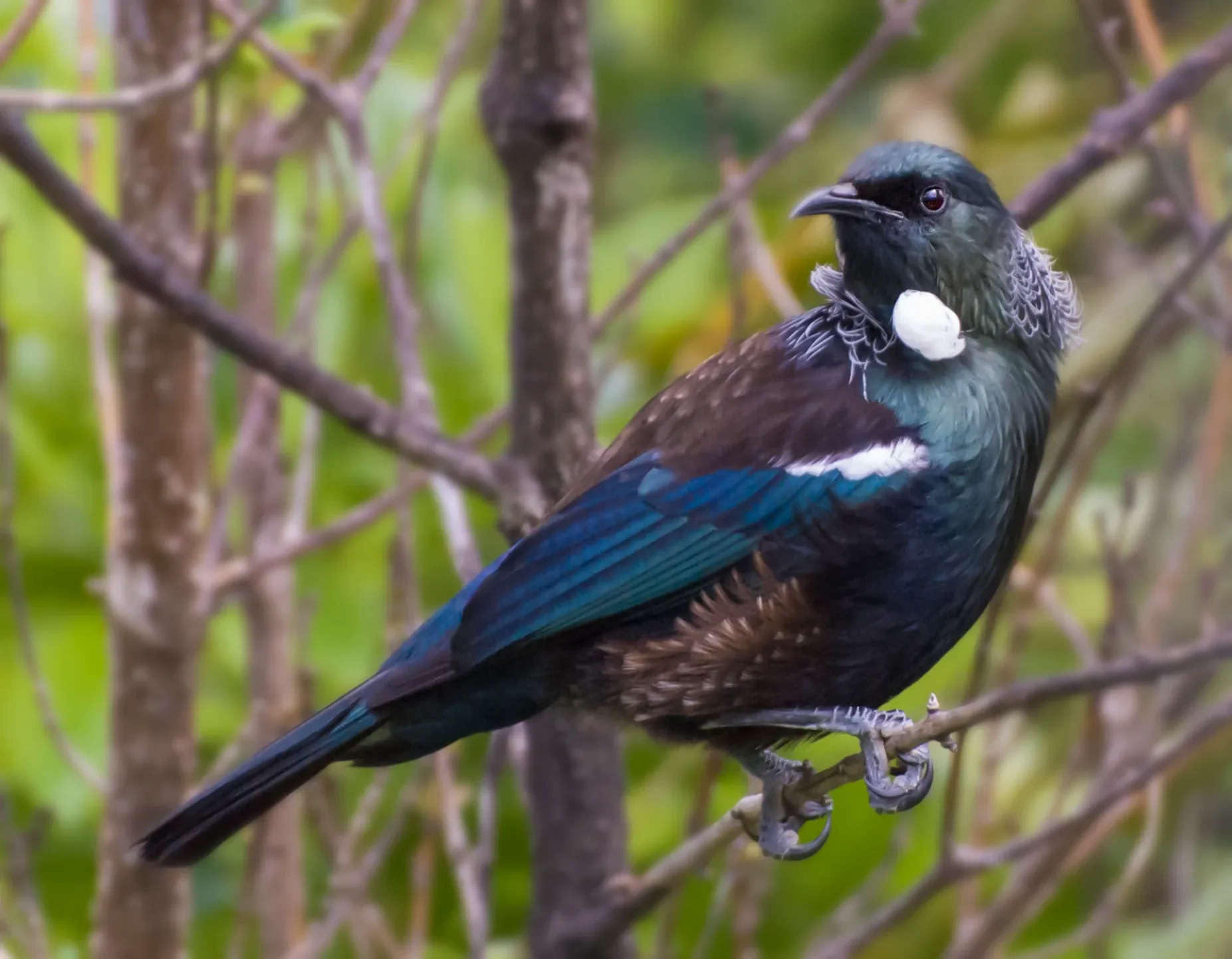 A tūī sits on a thin bare branch, head turned forward, feathers gleaming blue, green and bronze, with fluffy white tufts at its throat.