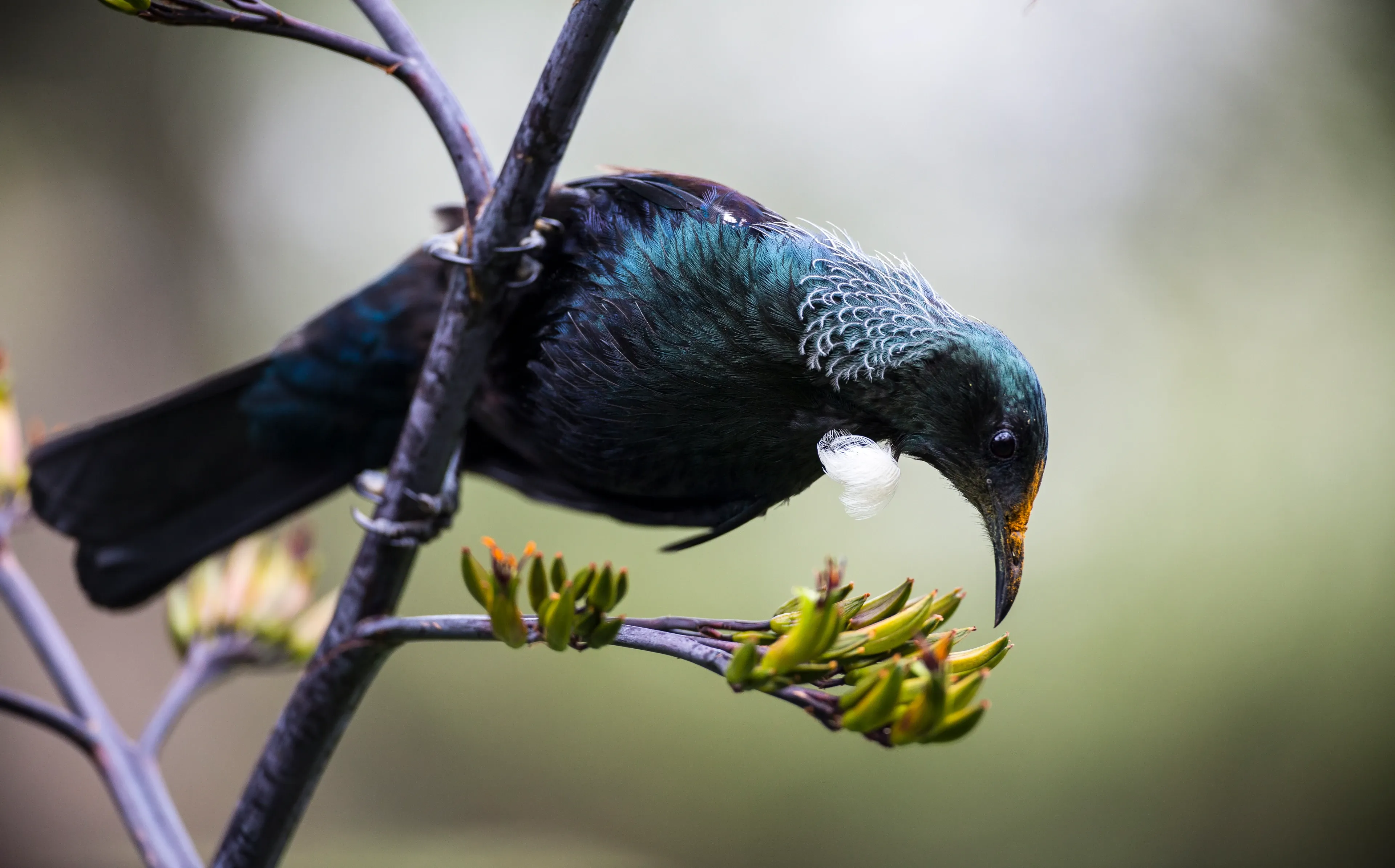 A tūī leans down from a flax stalk toward greenish-yellow flower buds, dark feathers shining blue and green, a white throat tuft under its chin.