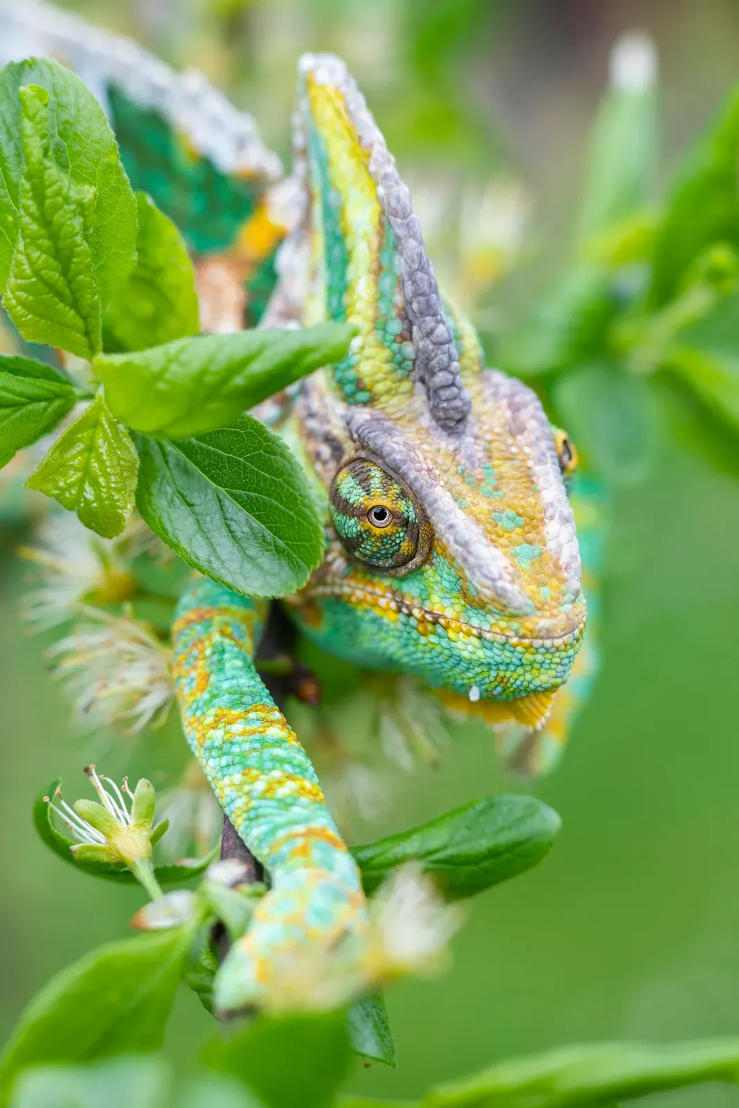 A veiled chameleon with a tall helmet-like casque on its head and green, yellow and turquoise skin, gripping a leafy branch.