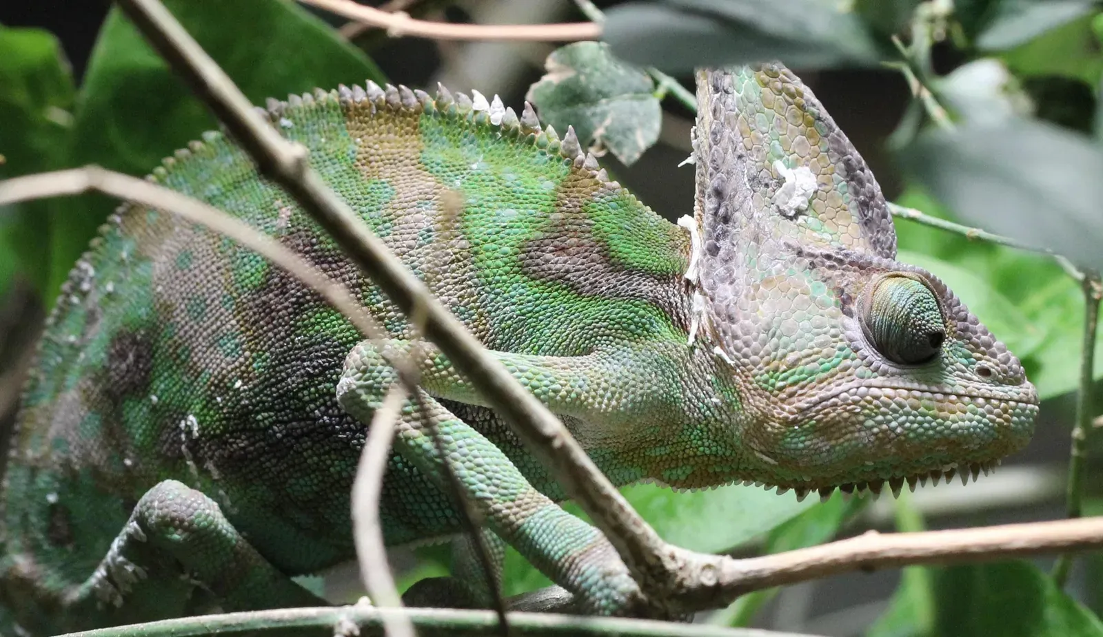 A veiled chameleon (Chamaeleo calyptratus) with a tall casque, perched among foliage.