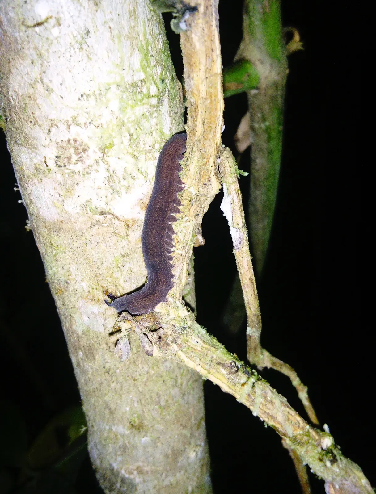 A velvet worm climbing a mossy branch at night, its soft dark body lined with stubby little legs along each side.