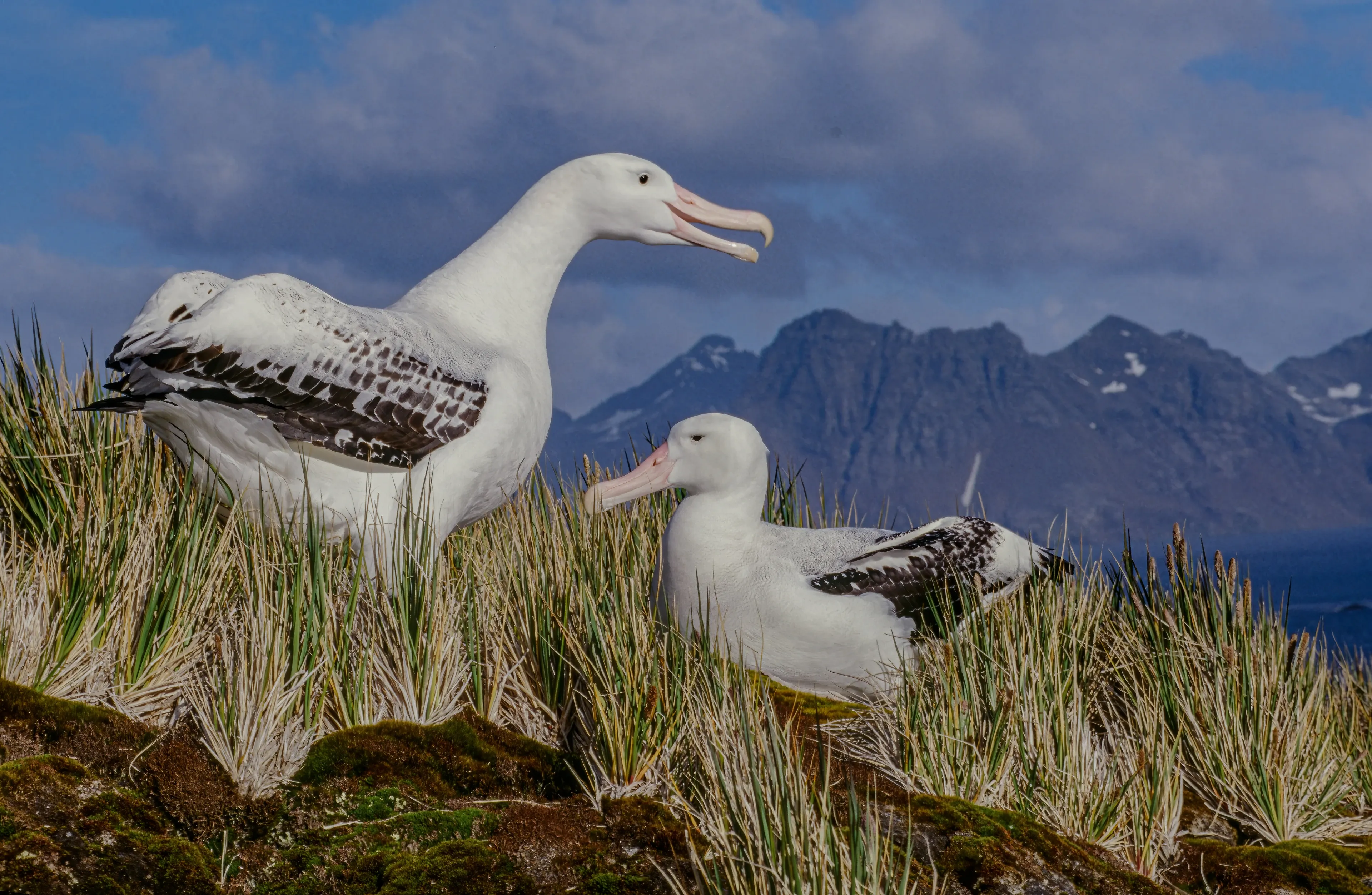 A wandering albatross stands on a grassy hill and opens its big pink beak to call. Another albatross sits nearby with tall mountains behind them.