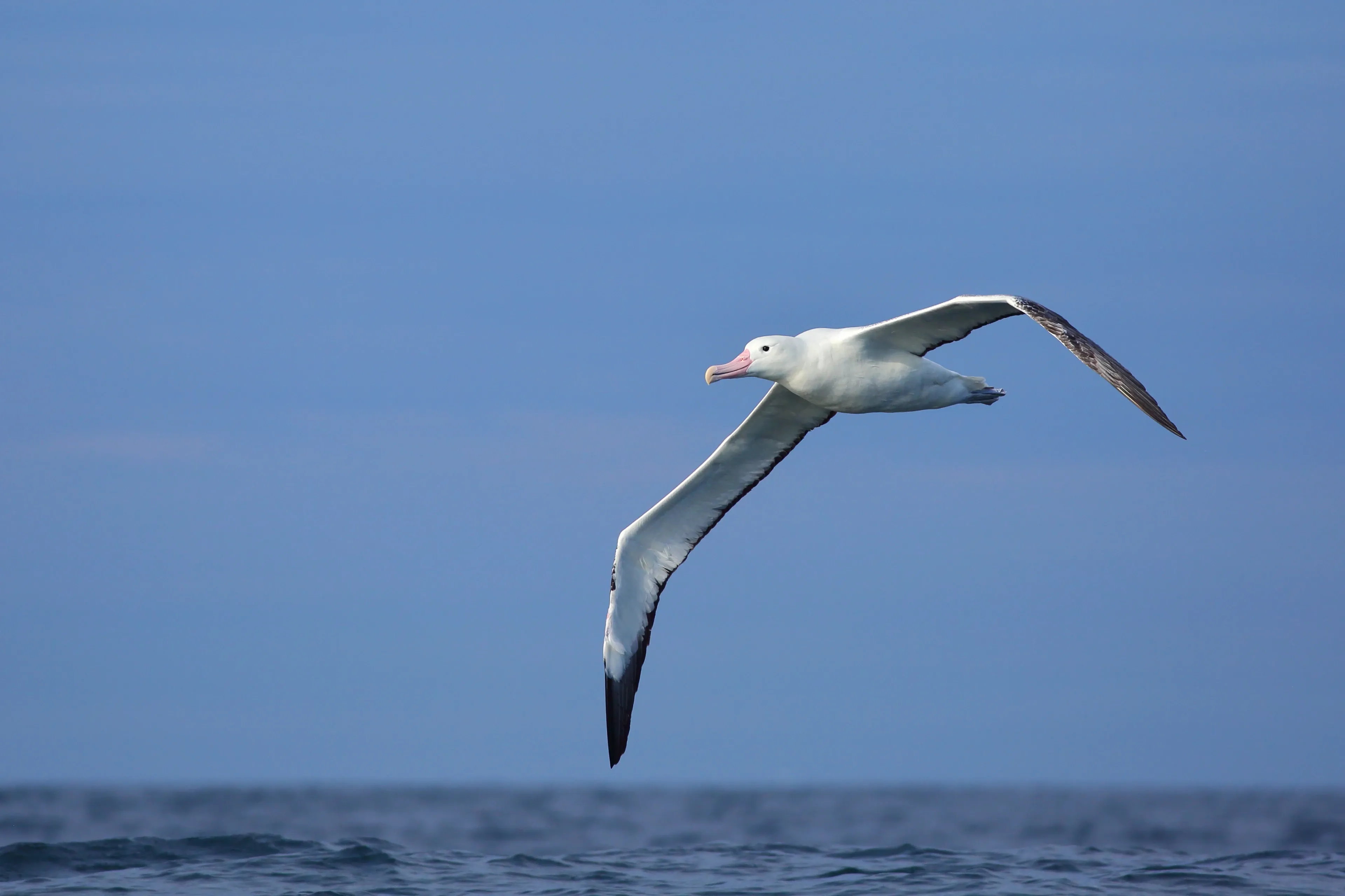 A wandering albatross soars over the dark blue ocean with long narrow wings held wide. Its plump white body glides just above the waves.