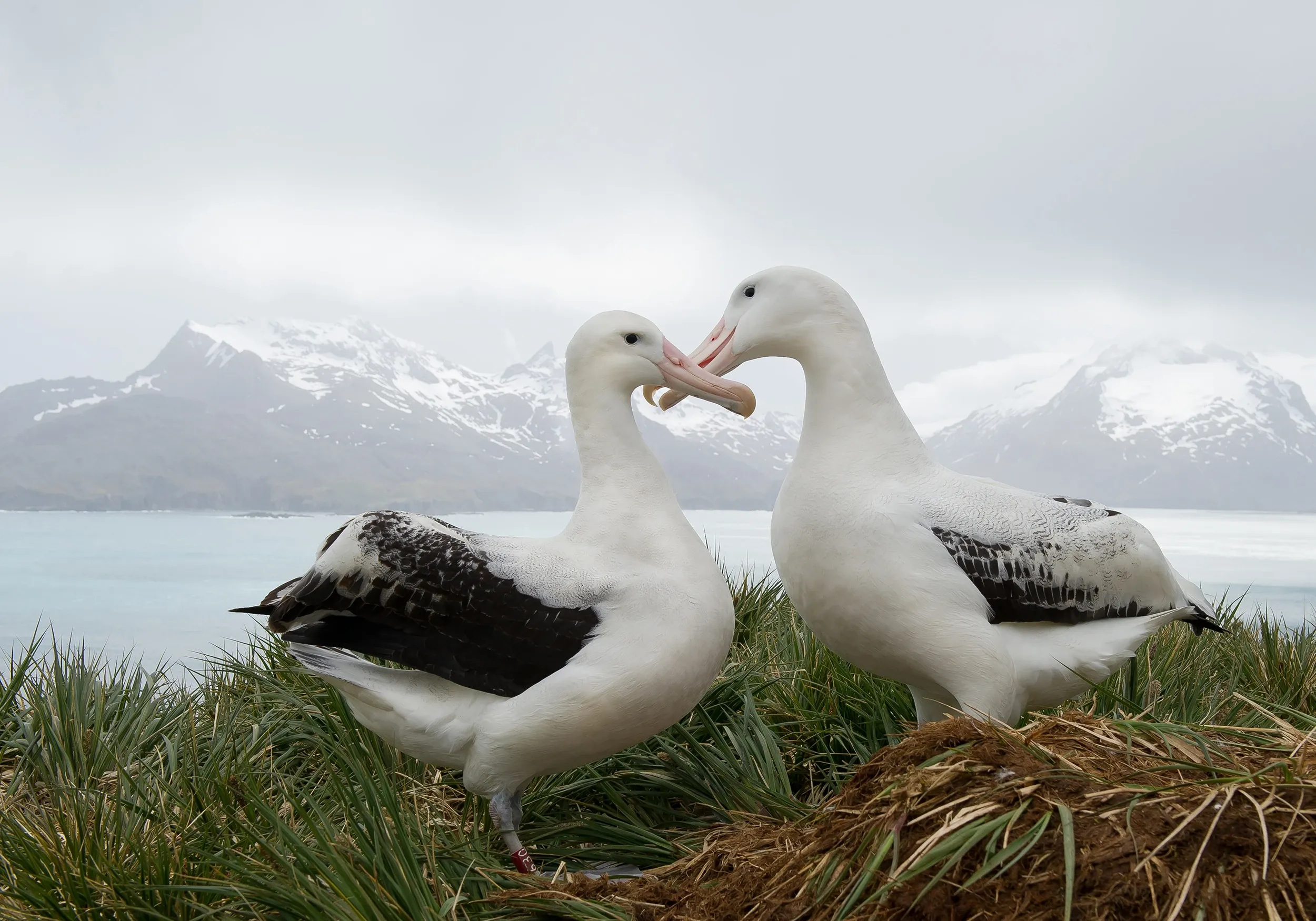 Two wandering albatrosses stand on a grassy hilltop and gently touch their long pink bills together. Snowy mountains and calm water stretch behind them.