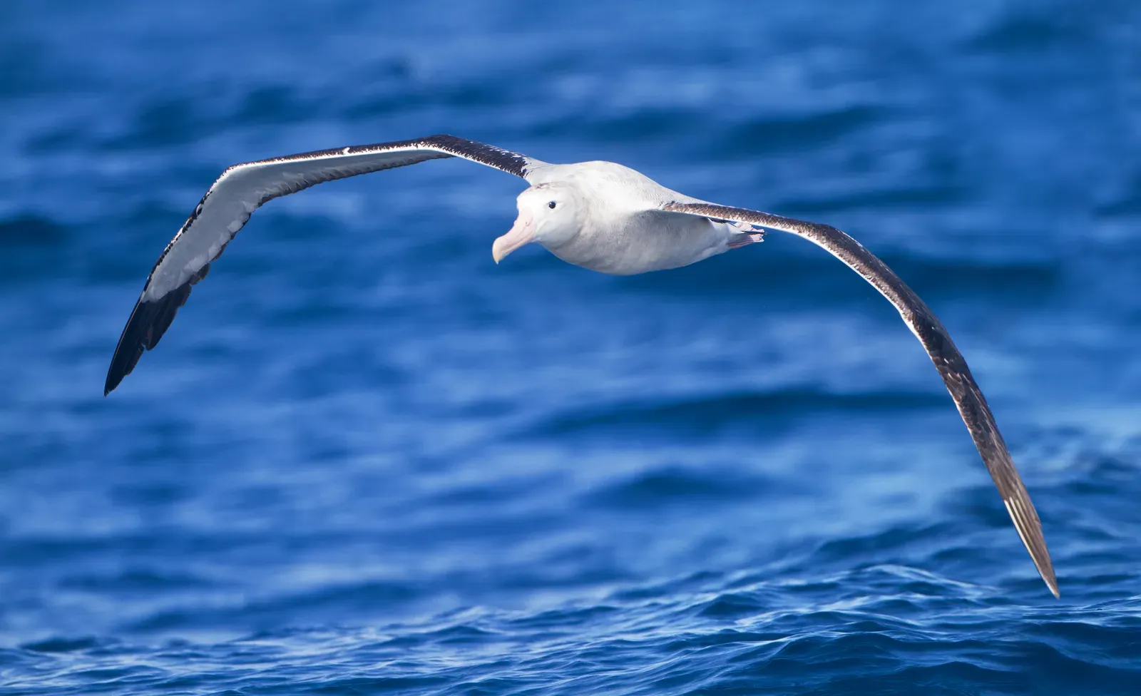 A wandering albatross gliding low over deep blue ocean on enormous outstretched black-and-white wings.