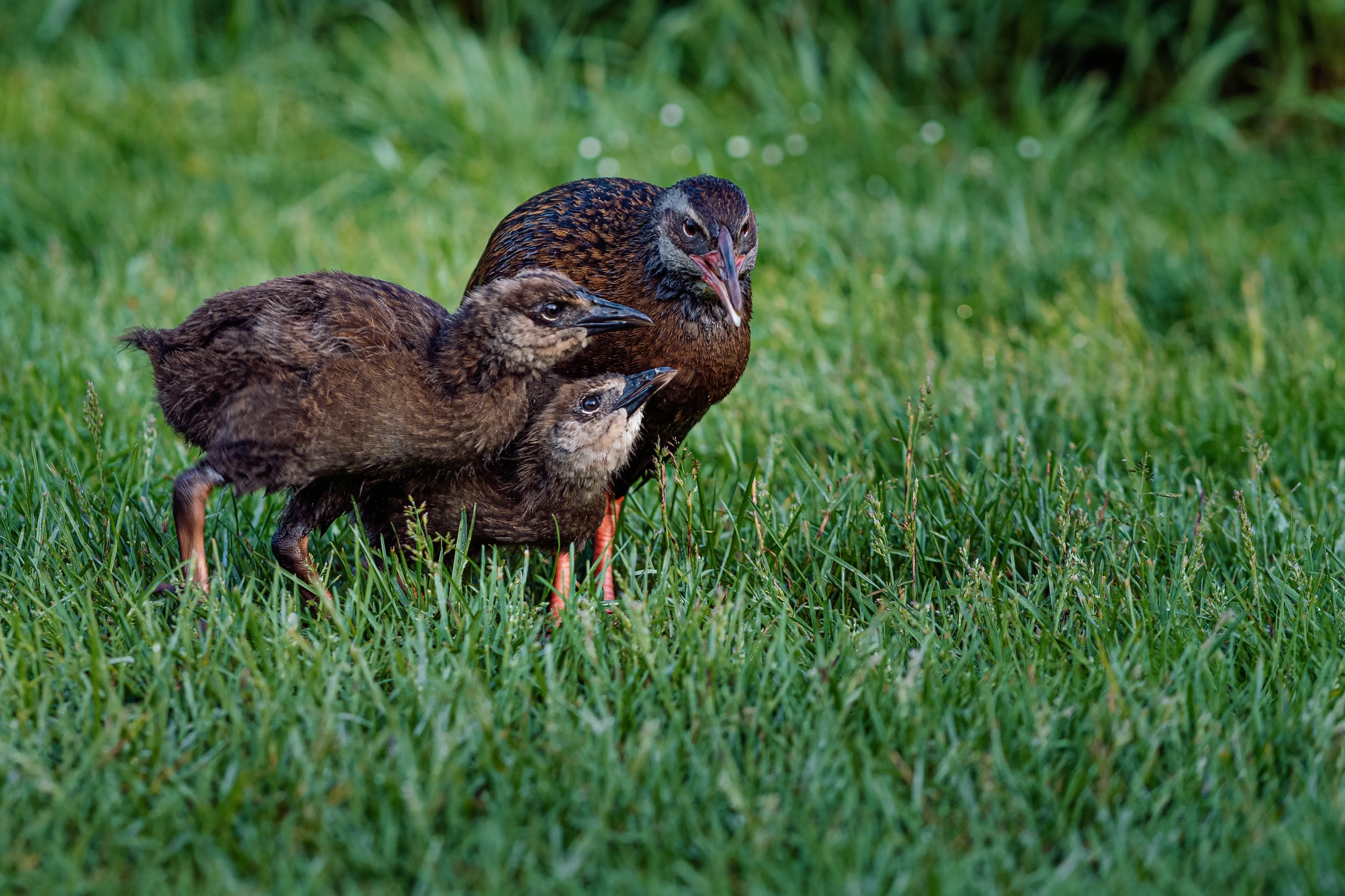 Three weka — an adult and two fluffy chicks — stand together in lush green grass, the adult showing mottled brown feathers and a long pointed beak.