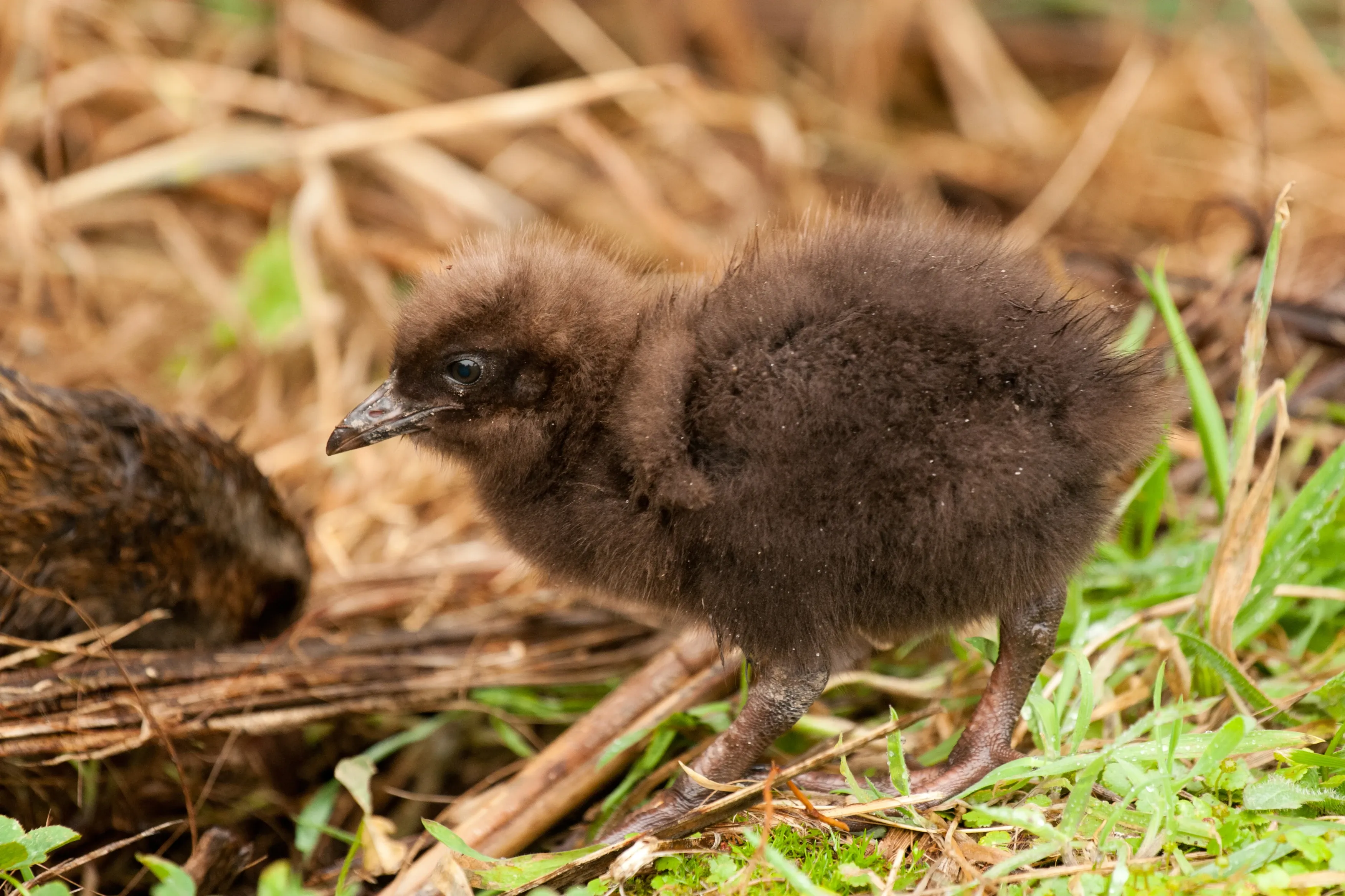 A fluffy dark-brown weka chick stands in dry straw and green grass, soft downy feathers, large dark eyes, and thin dark legs, looking curiously to its left.
