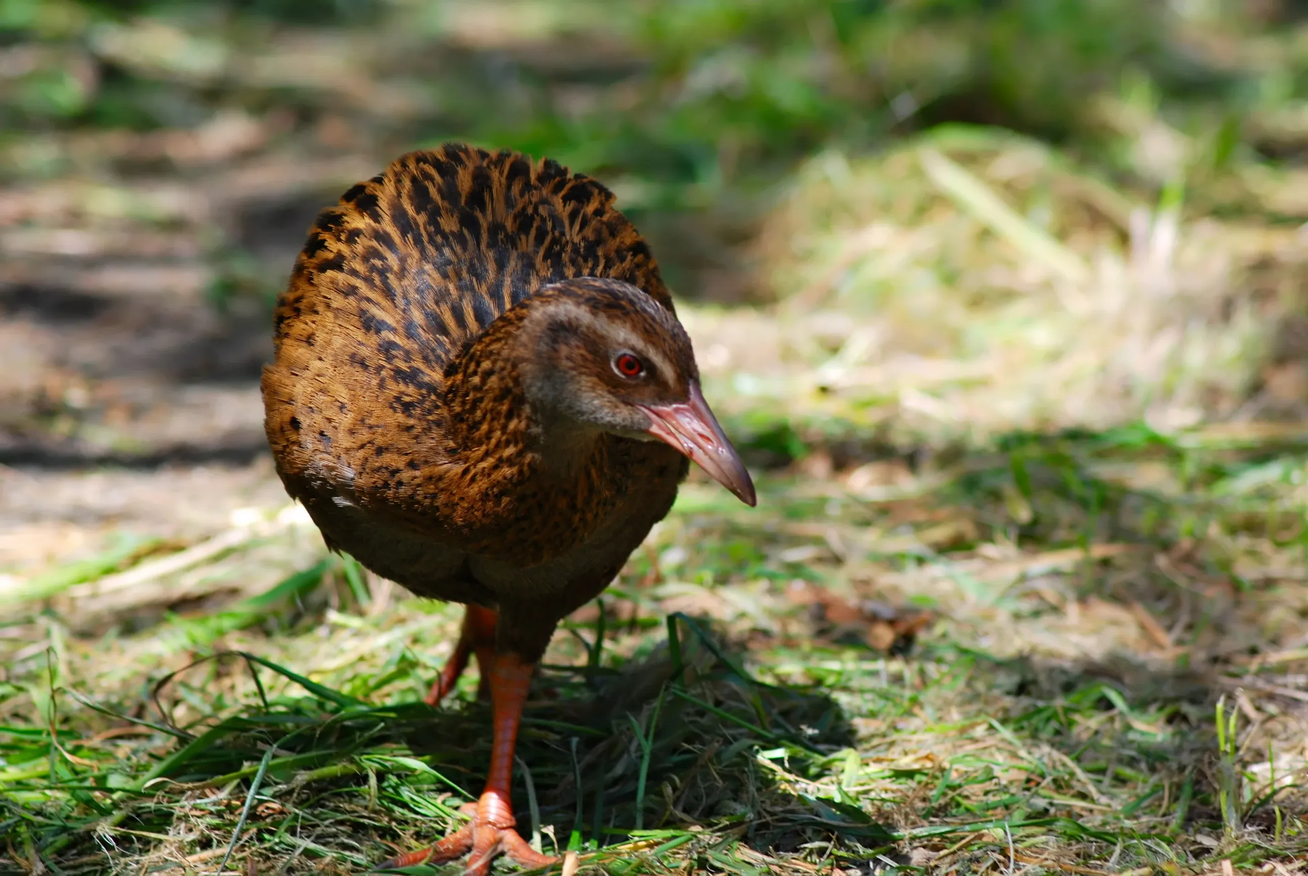 A weka forages on a sun-dappled grassy forest floor, mottled brown-and-black feathers, sturdy reddish-pink legs, and a sharp pointed beak as it leans forward mid-step.