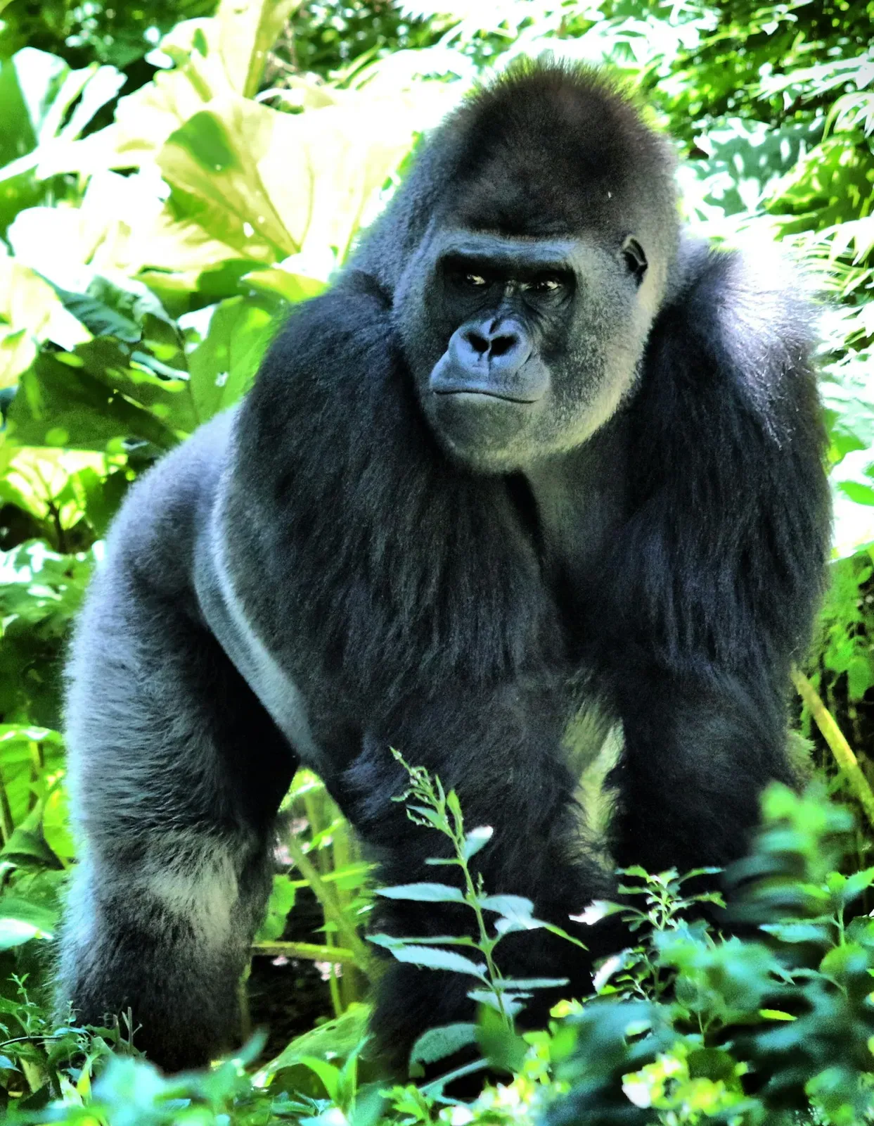 A silverback gorilla with a broad black face and silver-grey back walking through green forest vegetation.