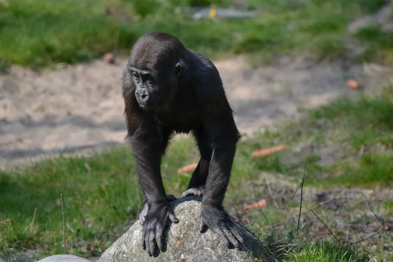 A western lowland gorilla leaning forward with both hands on a rock in a grassy enclosure.