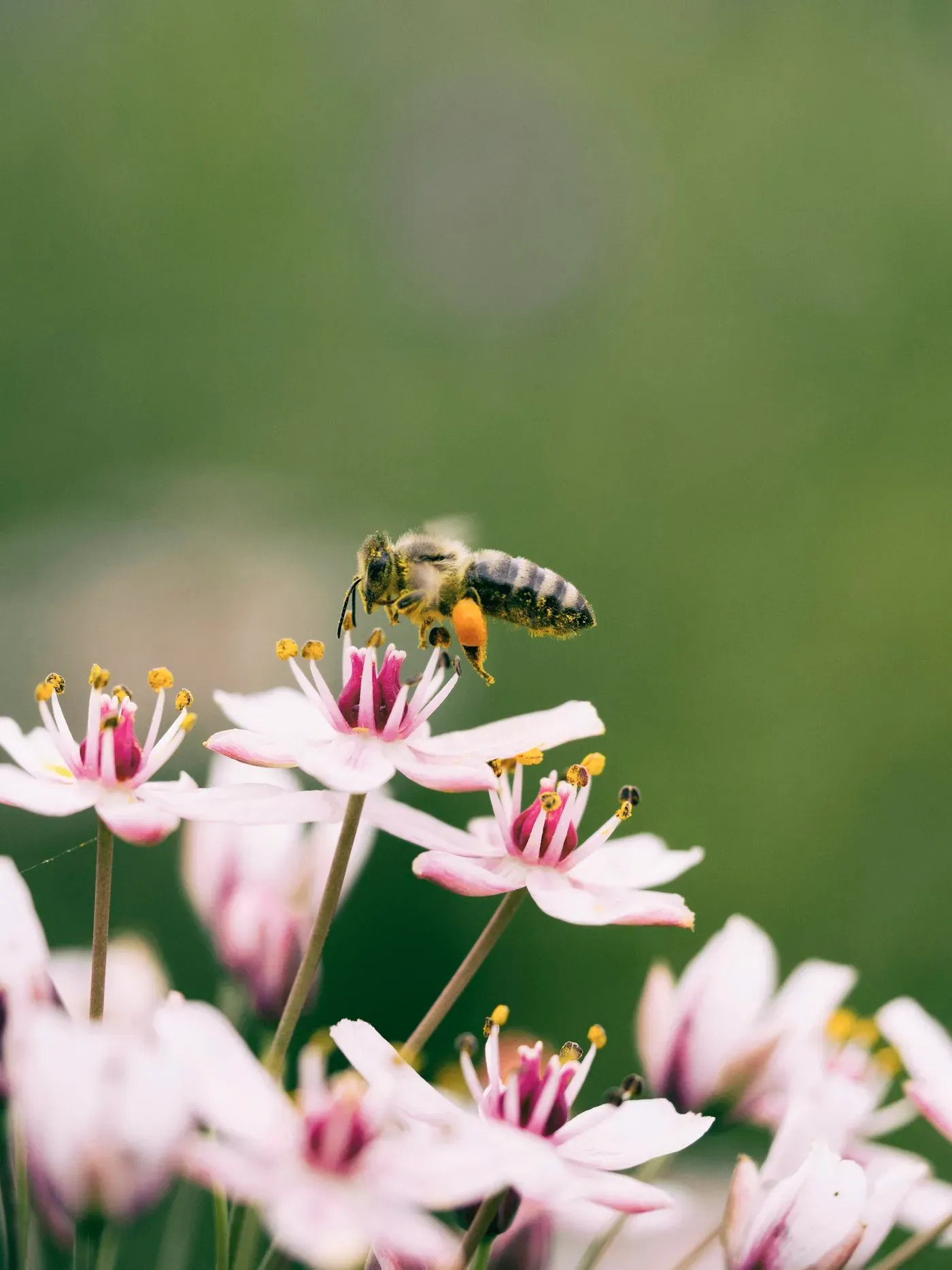 A western honey bee covered in pollen visiting a pale pink flower, with a full orange ball of pollen packed onto its hind leg.