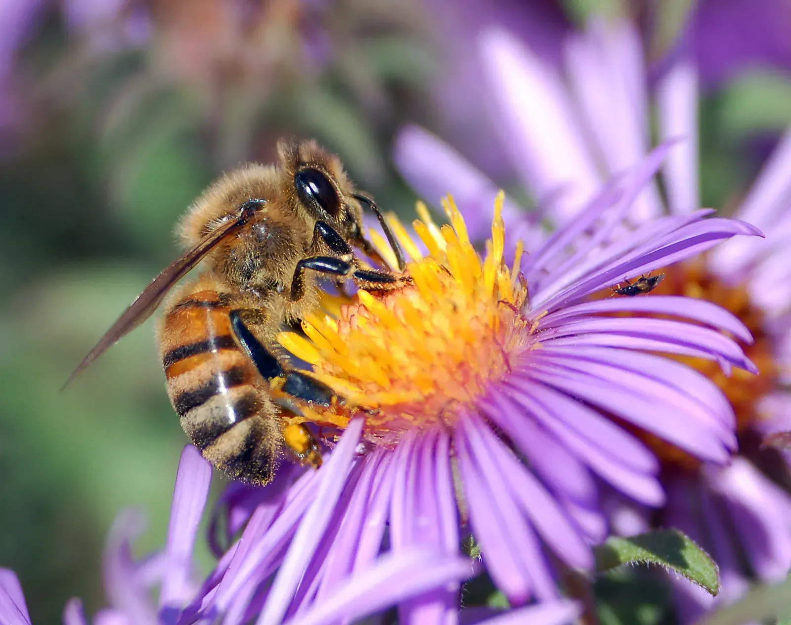 A western honey bee using its proboscis to collect nectar from the yellow centre of a purple aster flower.