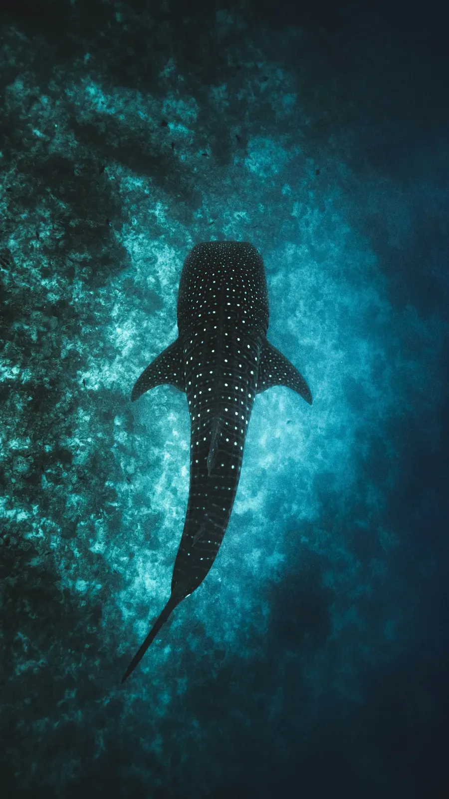 A whale shark seen from above in blue water, its dark back covered in a checkerboard of white spots and stripes.