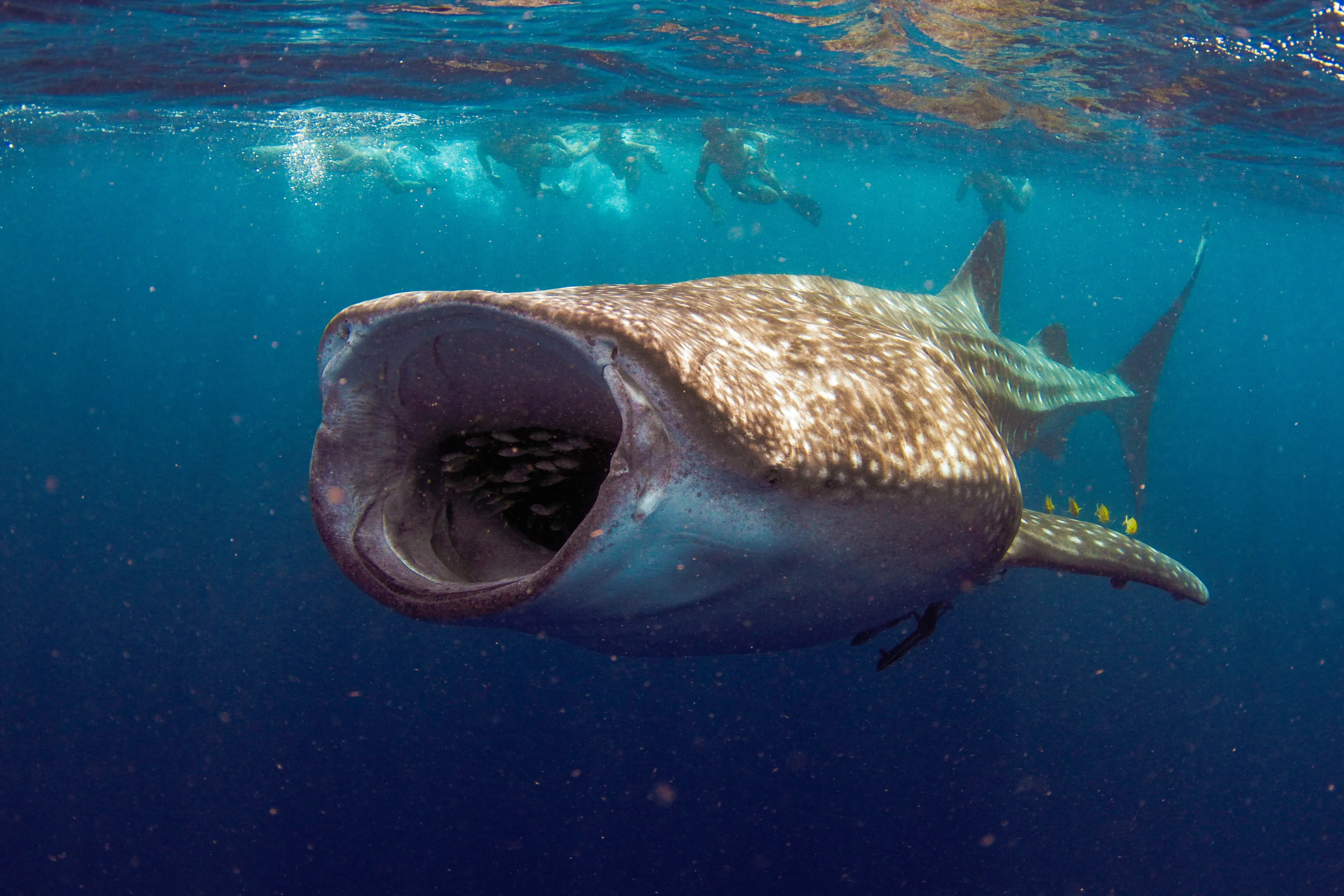 A whale shark swims through deep blue water with its huge rectangular mouth open wide. White spots and stripes cover its dark skin, yellow fish swim beside a pectoral fin, and snorkelers watch from the surface above.