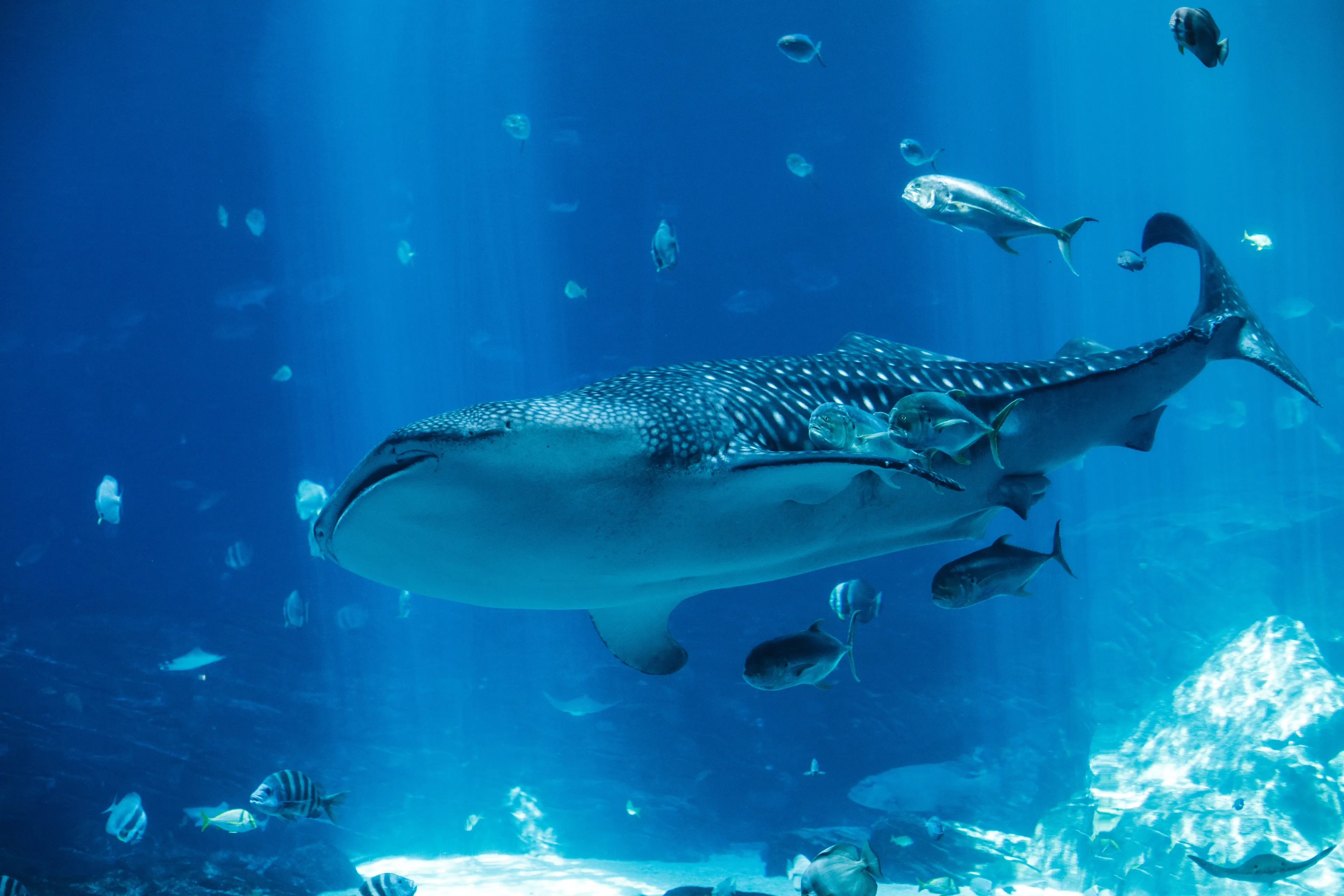 A whale shark glides sideways through clear blue water, its dark body covered in white spots and stripes and its pale belly contrasting below. Smaller fish swim around its fins, with shafts of light and a rocky reef in the distance.
