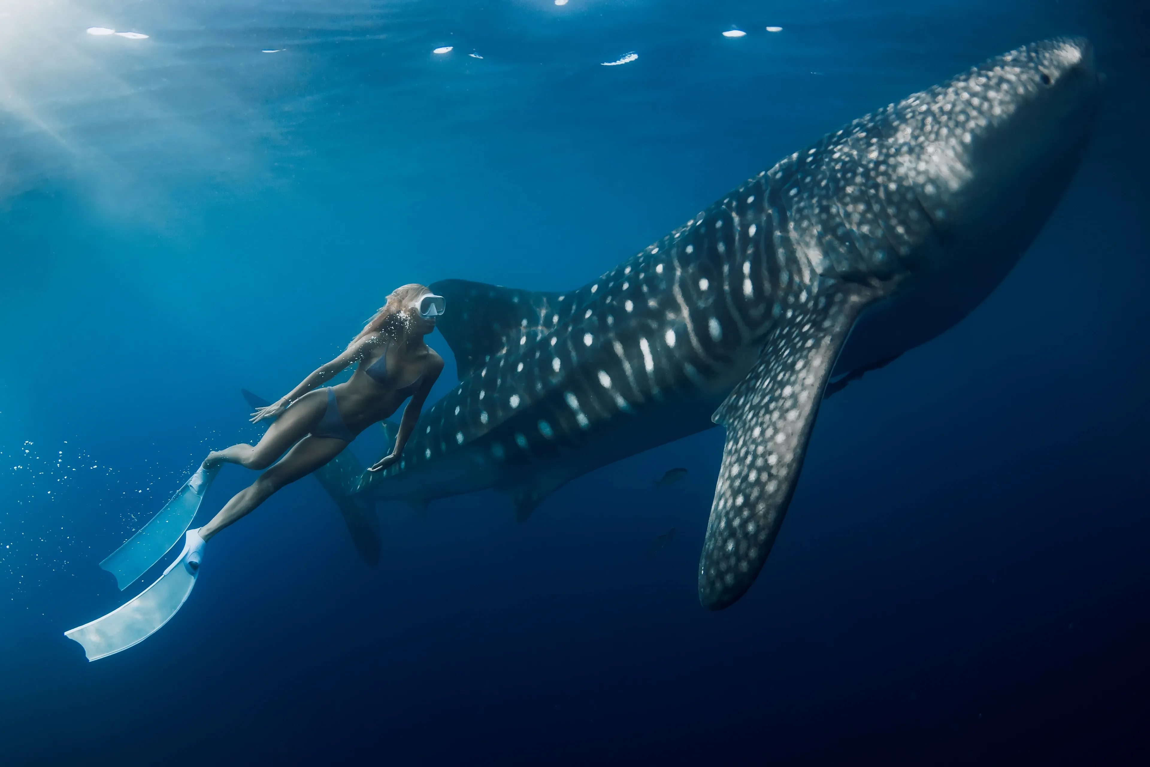 A huge whale shark with white spots and stripes glides through deep blue ocean water. A diver swims beside it, showing how large the fish is.