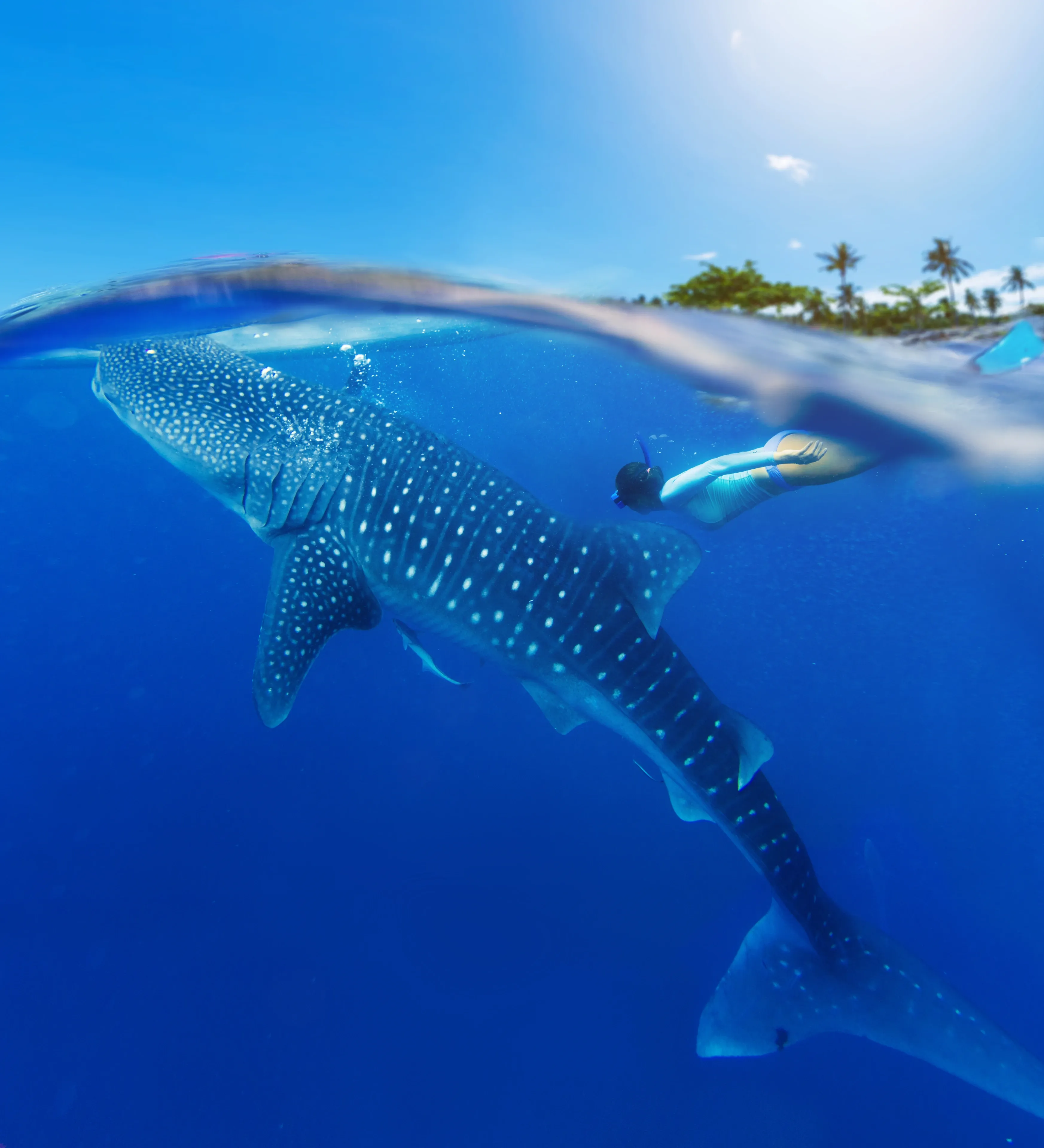 A whale shark swims below the ocean surface, its dark body patterned with white spots and stripes, while a snorkeler in mask and fins swims beside it. Above the water, a bright blue sky and a tropical island with palm trees sit on the horizon.
