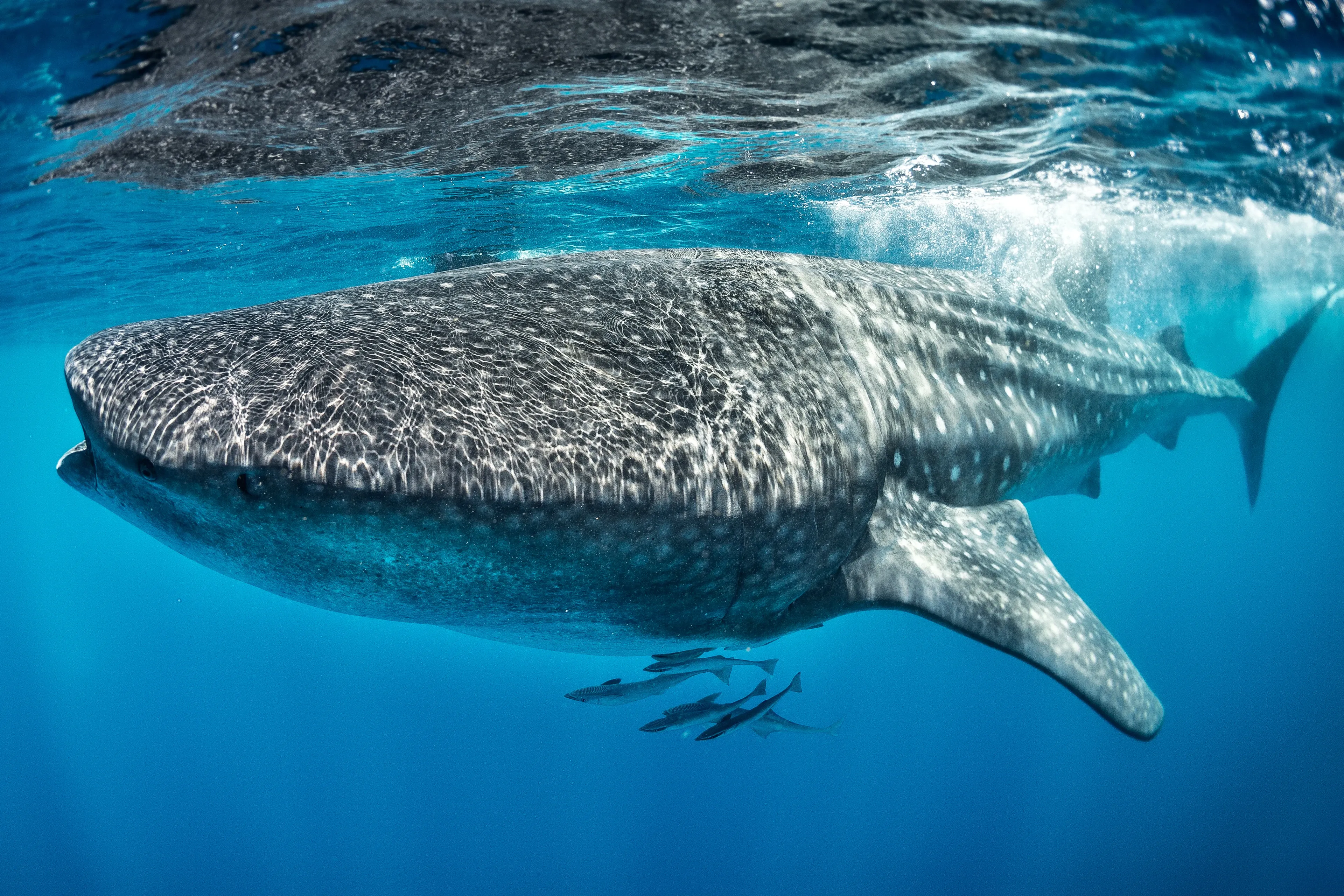 A whale shark glides just below the ocean surface, sunlight dancing across the white spots and stripes on its back. Its wide mouth is slightly open, its tail breaks the surface with a splash, and small fish swim beneath its belly.