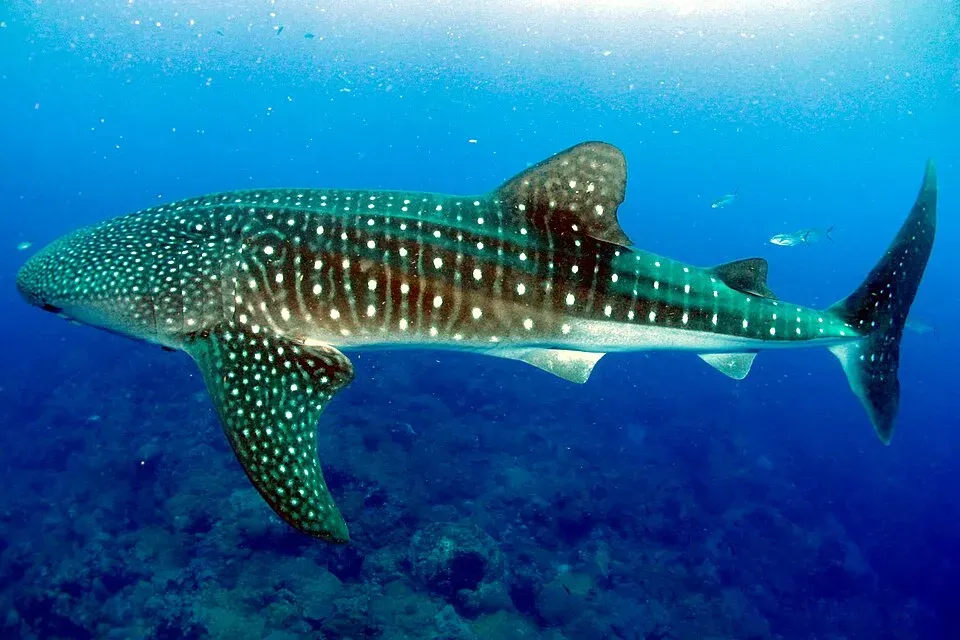 A whale shark (Rhincodon typus) swimming underwater at Flower Garden Banks National Marine Sanctuary.