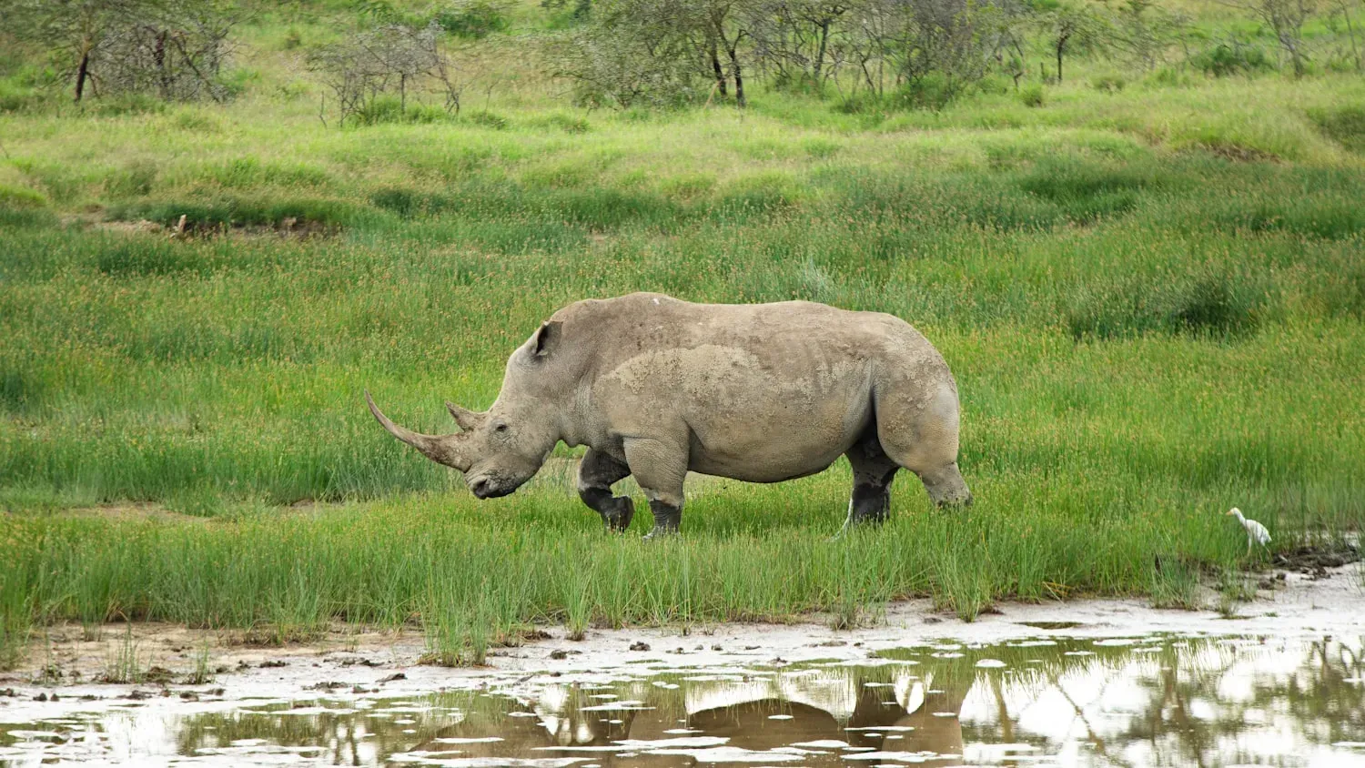A white rhinoceros with a broad square lip and a long front horn grazing in green grass beside water.