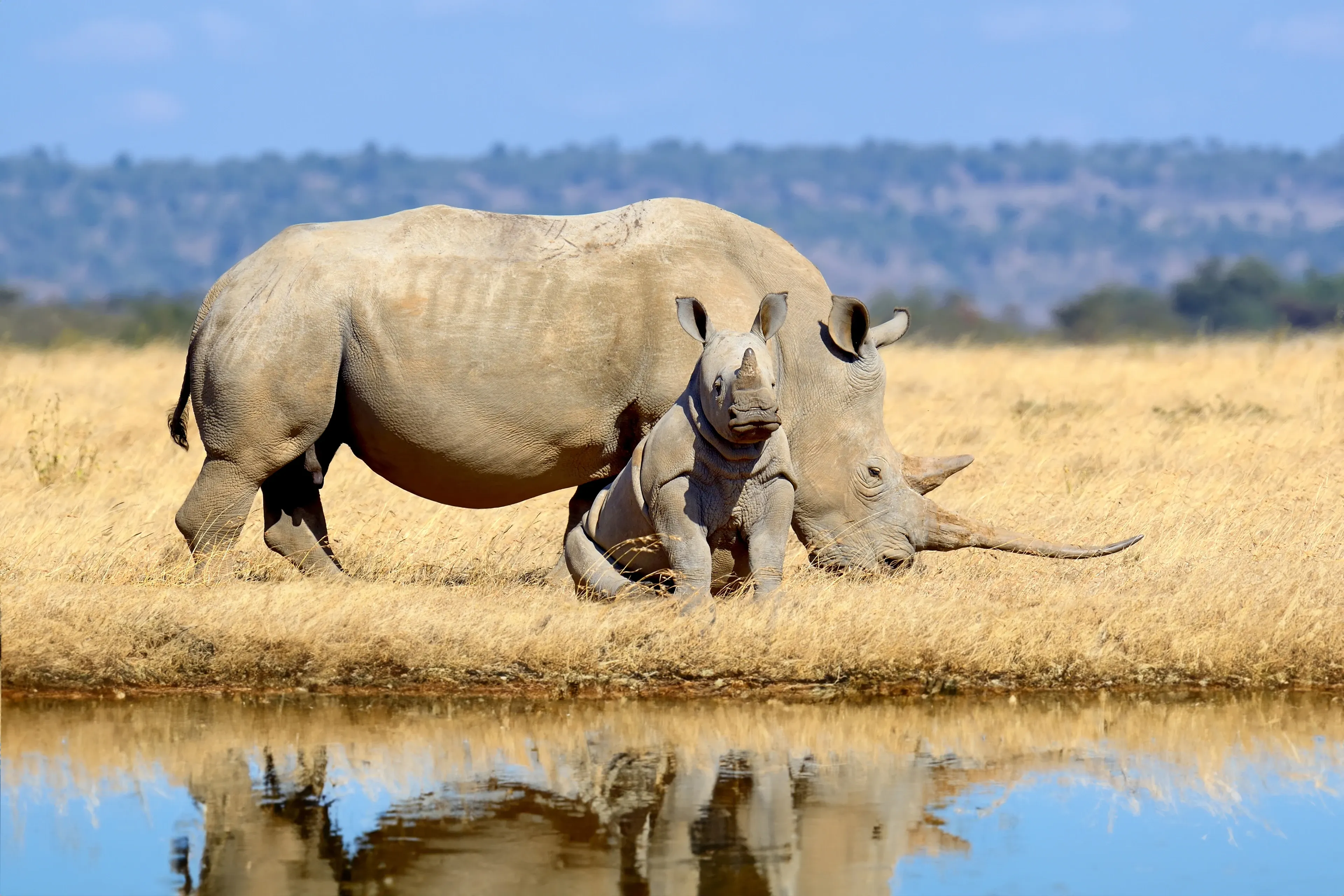 A large white rhinoceros stands in golden grass beside a calm pool that reflects its shape, a long front horn curving toward the ground. A small calf stands in front, ears perked, looking toward us under a blue savanna sky.