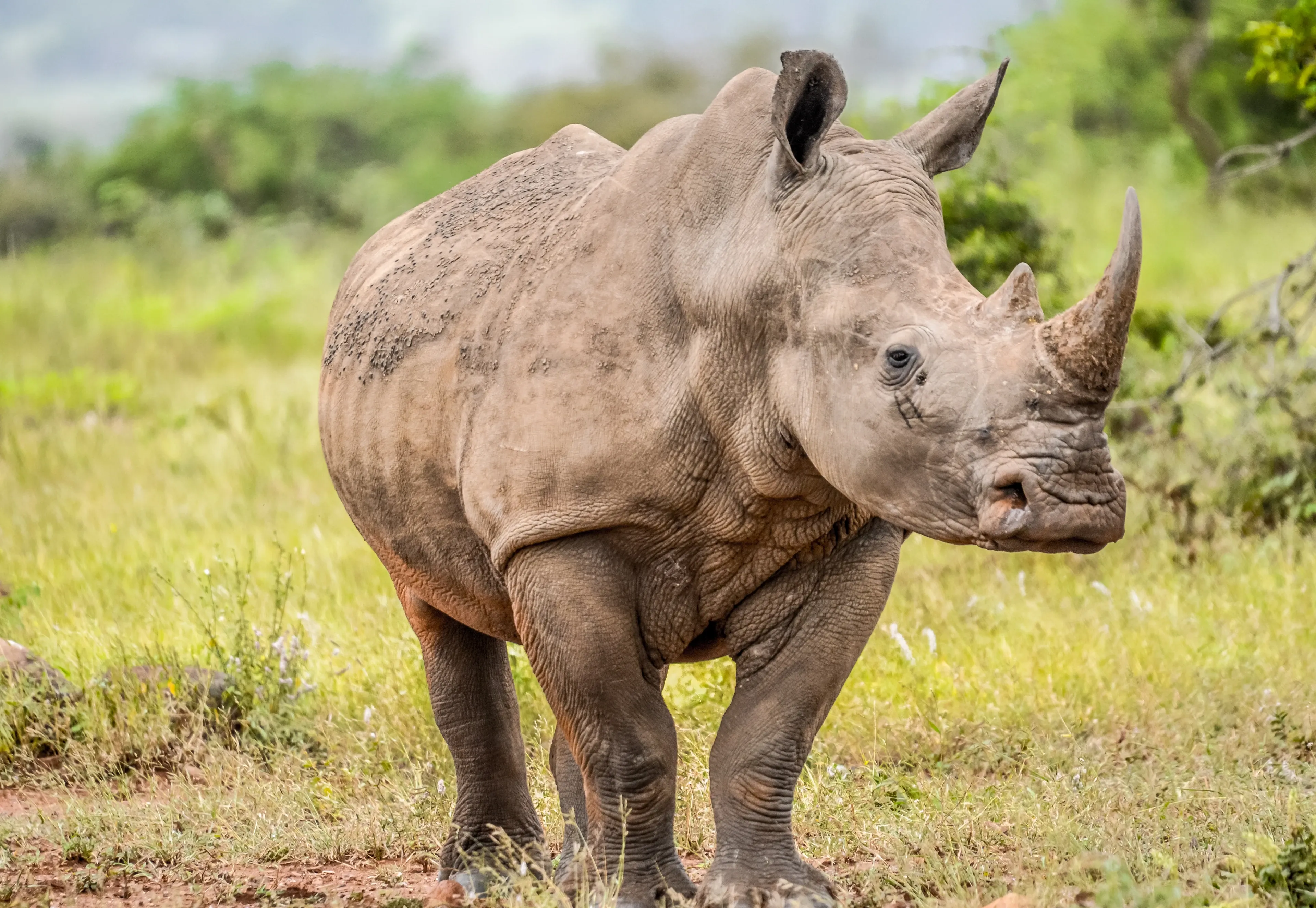A white rhinoceros stands on a reddish-brown dirt path, head turned toward us, with two horns on its snout and dried mud on its wrinkled grey back. Tall yellow grass and green bushes fill the savanna behind it.